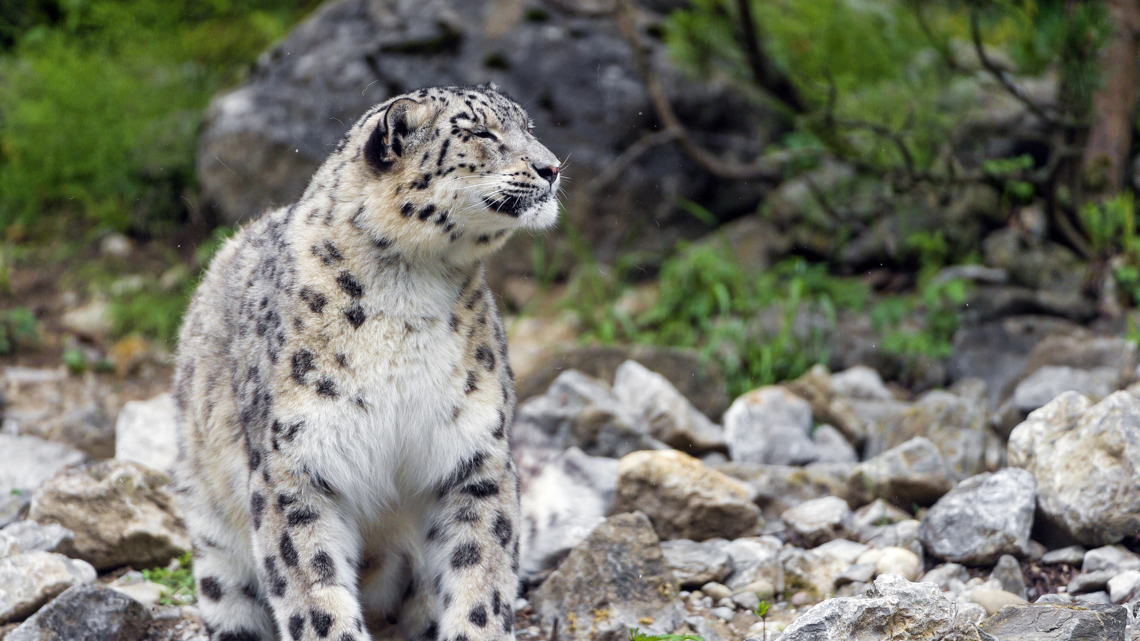 Snow, Leopard, 4K, Stones, HD Wallpaper
