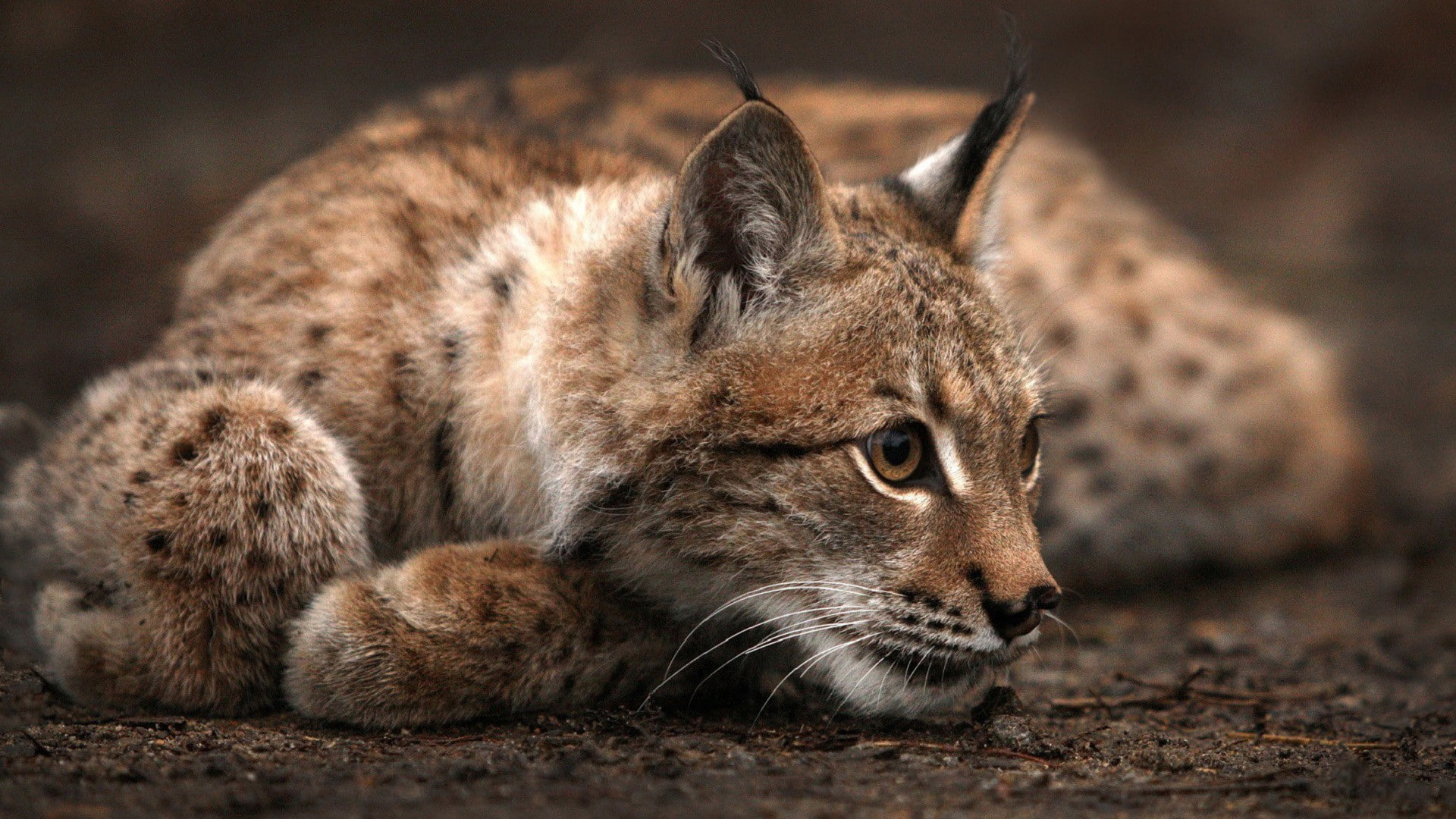 animals, cat, 1080P, lynx, HD Wallpaper
