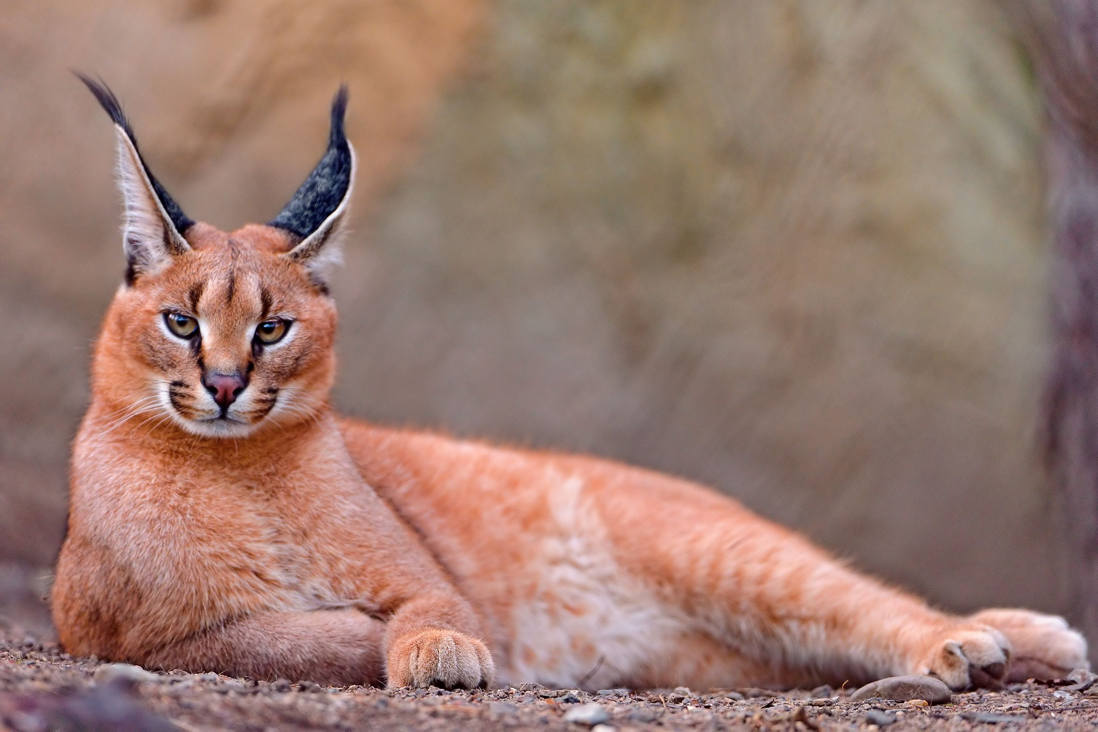 mammal, wildlife, young Animal, lying down, whisker, caracal, no people, portrait, carnivore, beauty In Nature, 2K, undomesticated Cat, animals Hunting, HD Wallpaper