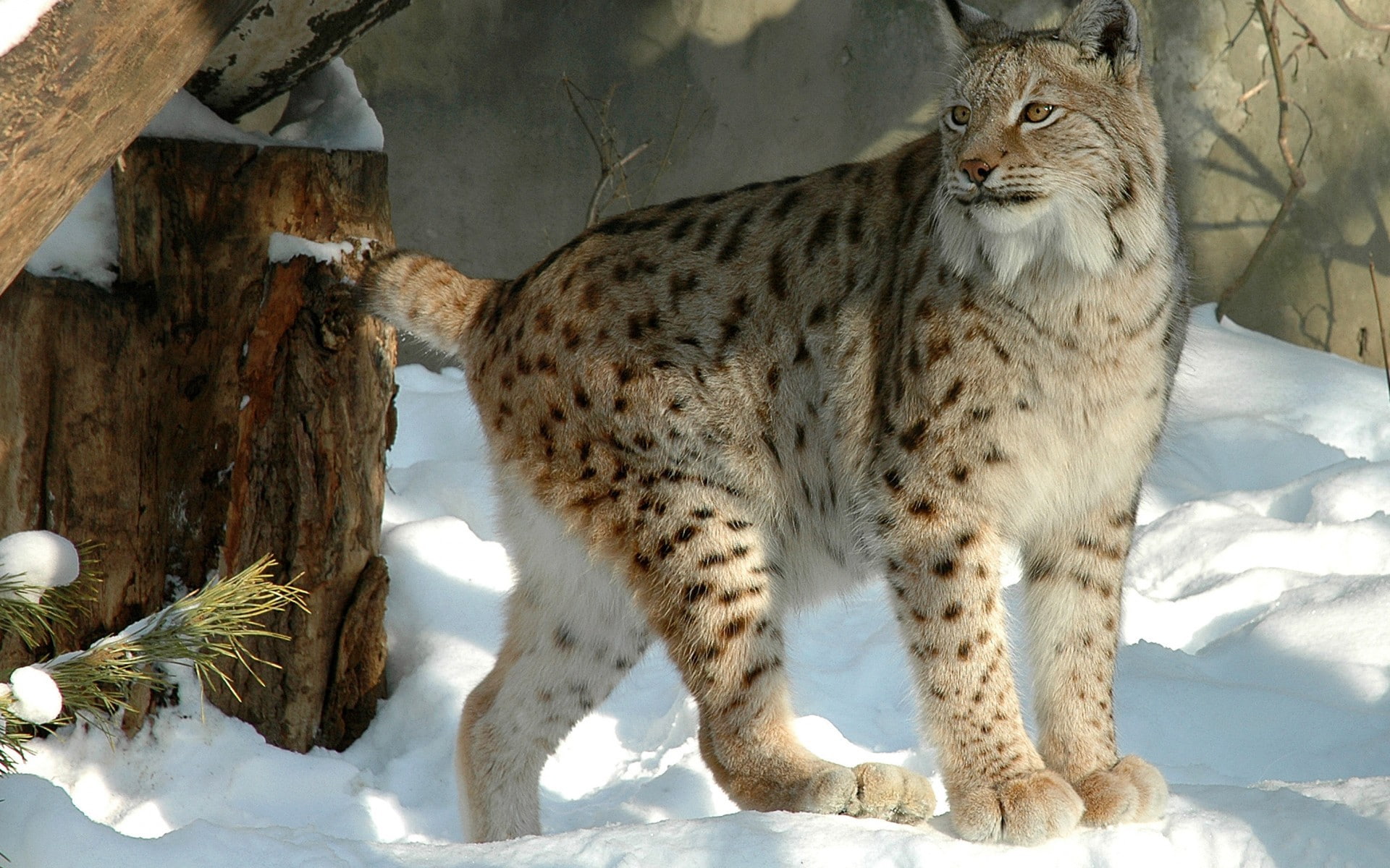 cat, big cats, 1080P, lynx, HD Wallpaper
