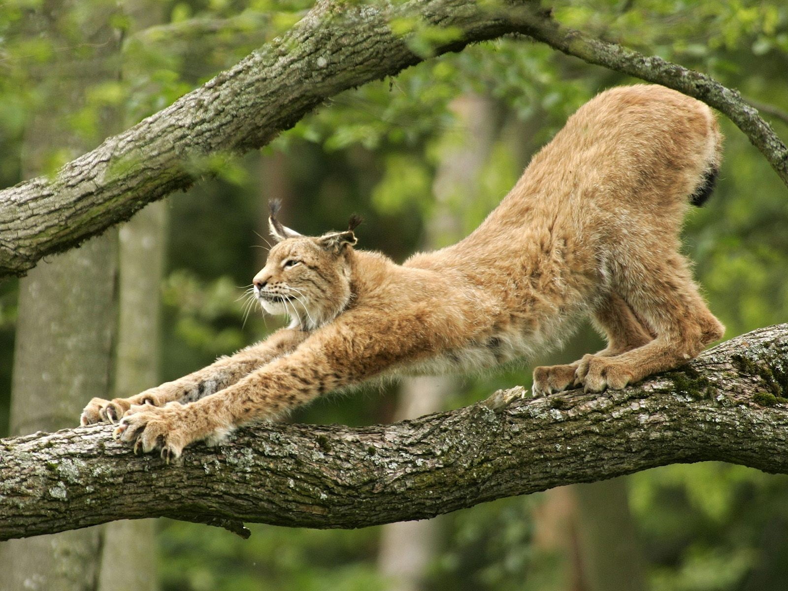 animals in the wild, animal wildlife, survival, animal themes, one animal, plant, lynx, feline, sitting, brown, hunting, day, focus on foreground, tree, HD Wallpaper