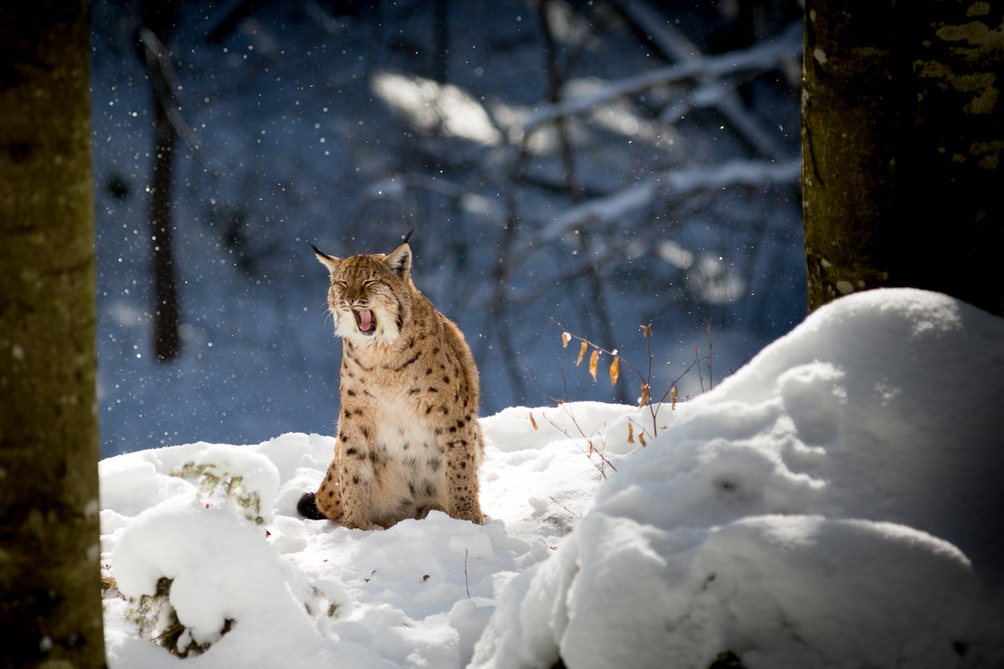 trees, animals, snow, forest, nature, lynx, 1080P, winter, branch, HD Wallpaper