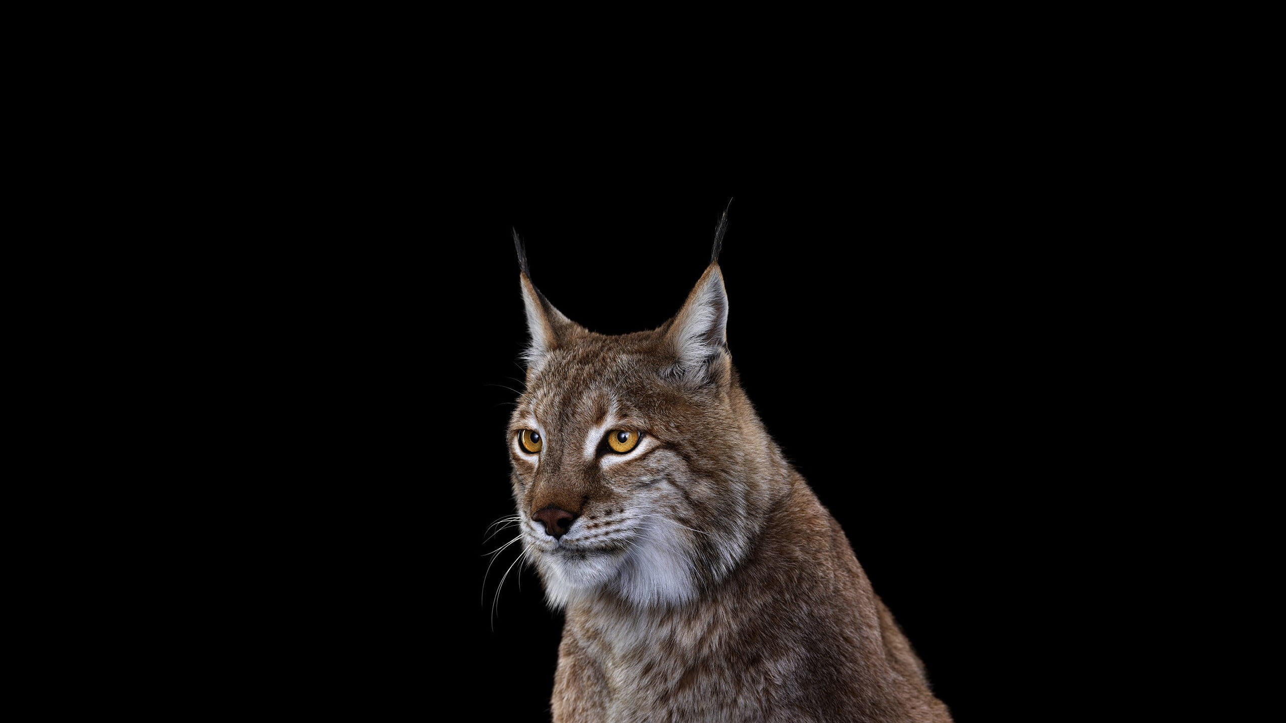 looking away, simple background, mammals, whisker, mammal, feline, studio shot, vertebrate, animal, domestic animals, animal eye, looking, no people, pets, HD Wallpaper
