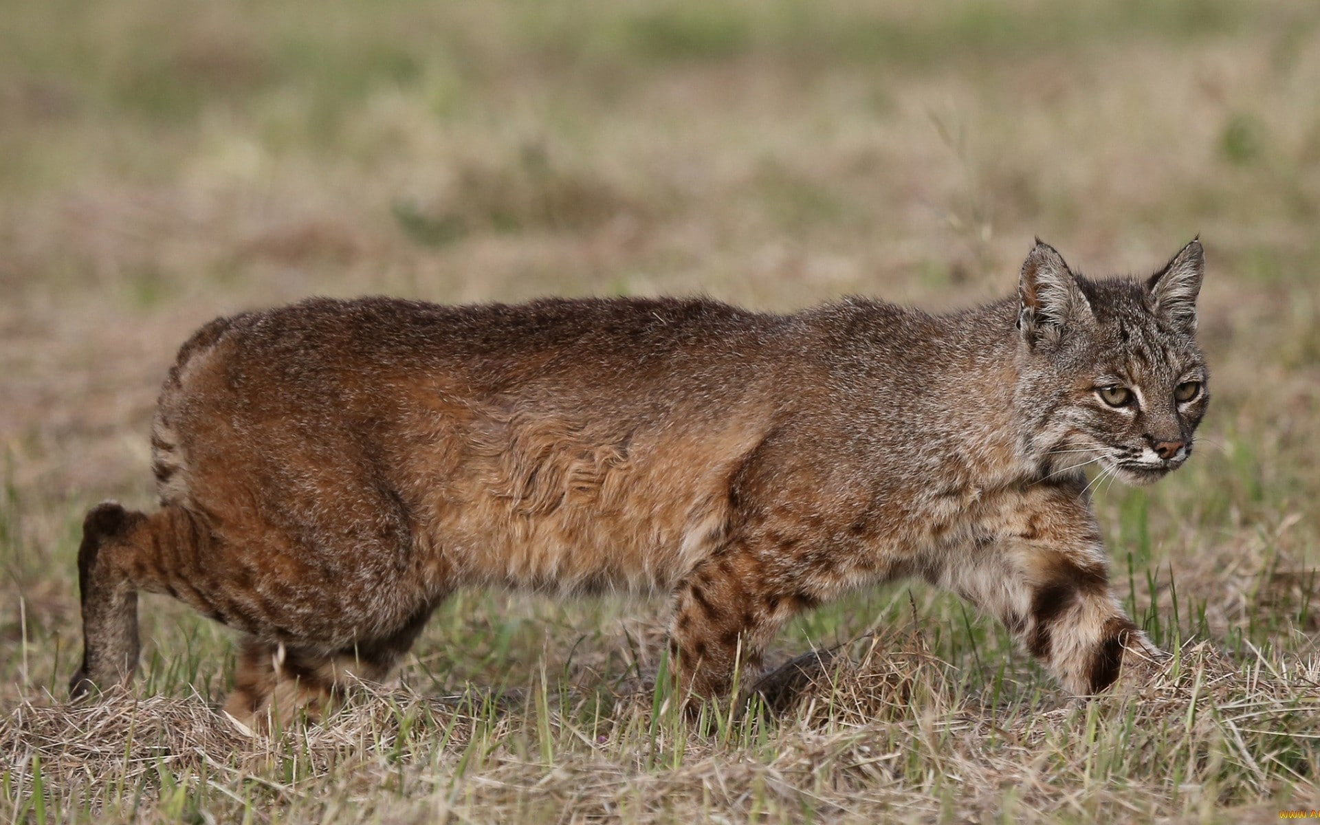 1080P, no people, one animal, mammals, animal themes, feline, animal, land, animals, lynx, grass, safari, mammal, animals in the wild, outdoors, nature, HD Wallpaper