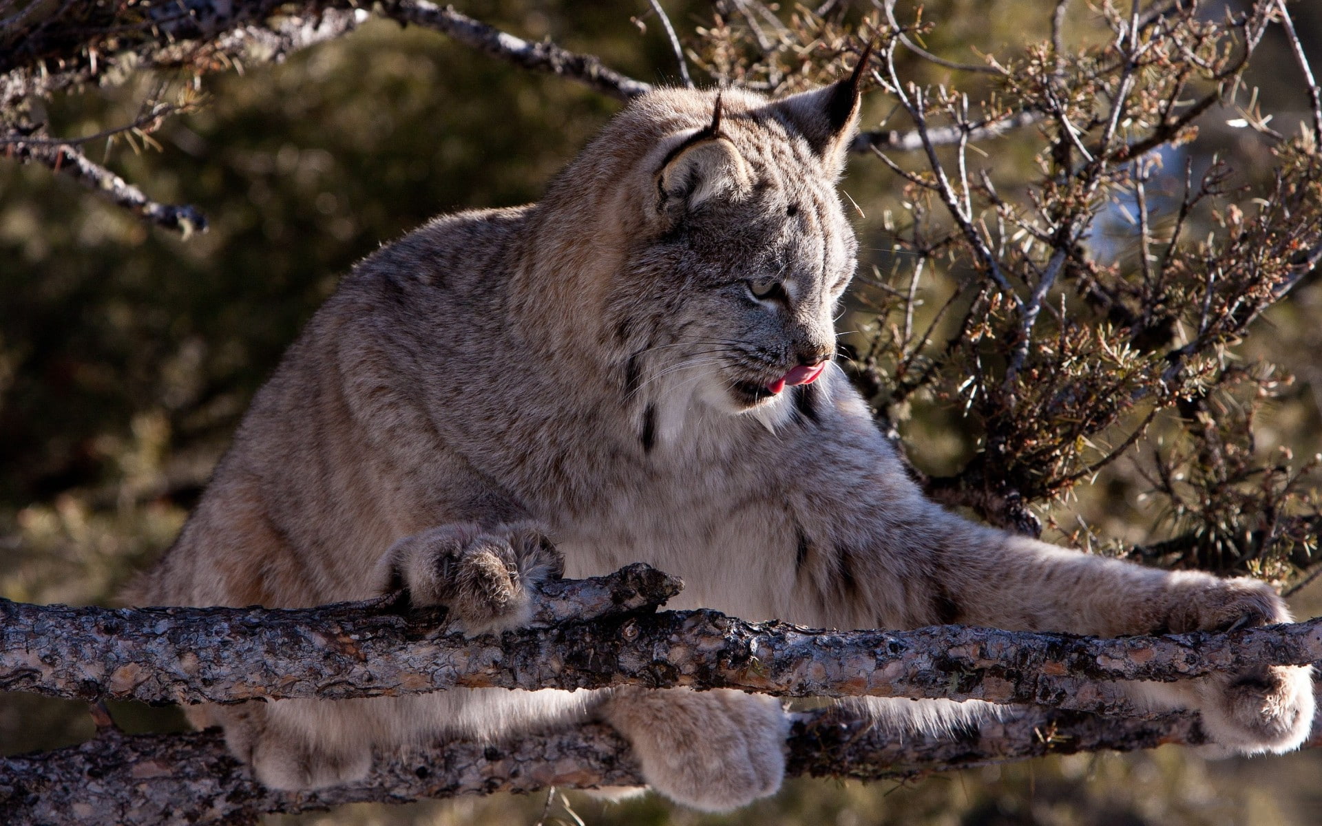 lynx, 1080P, animals, cat, HD Wallpaper