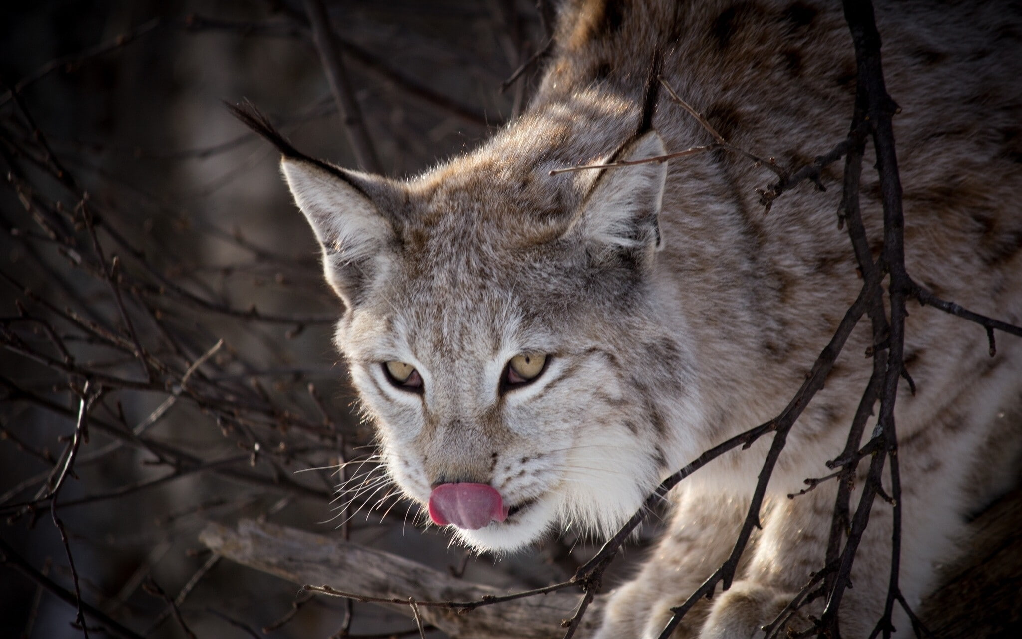 lynx, animals, nature, 1080P, HD Wallpaper