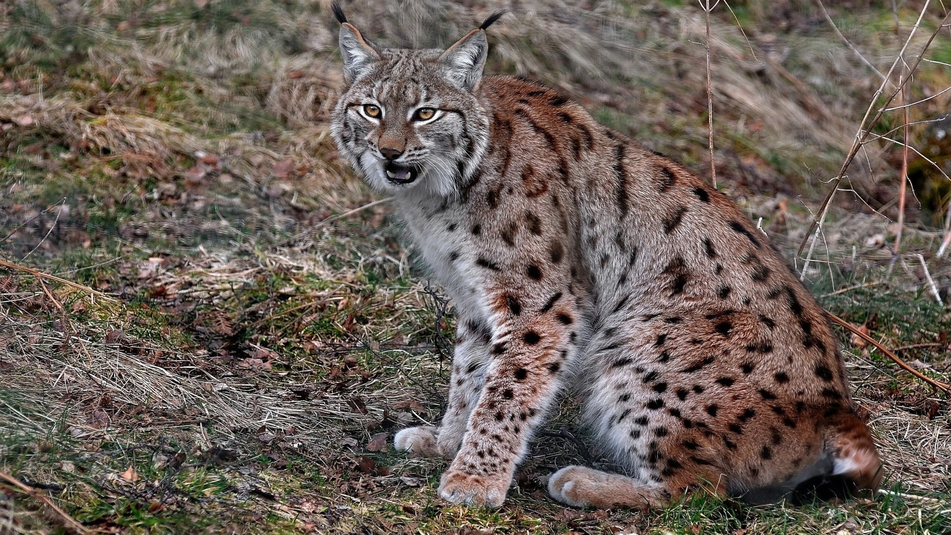 mammals, 1080P, animals, lynx, feline, big cats, HD Wallpaper