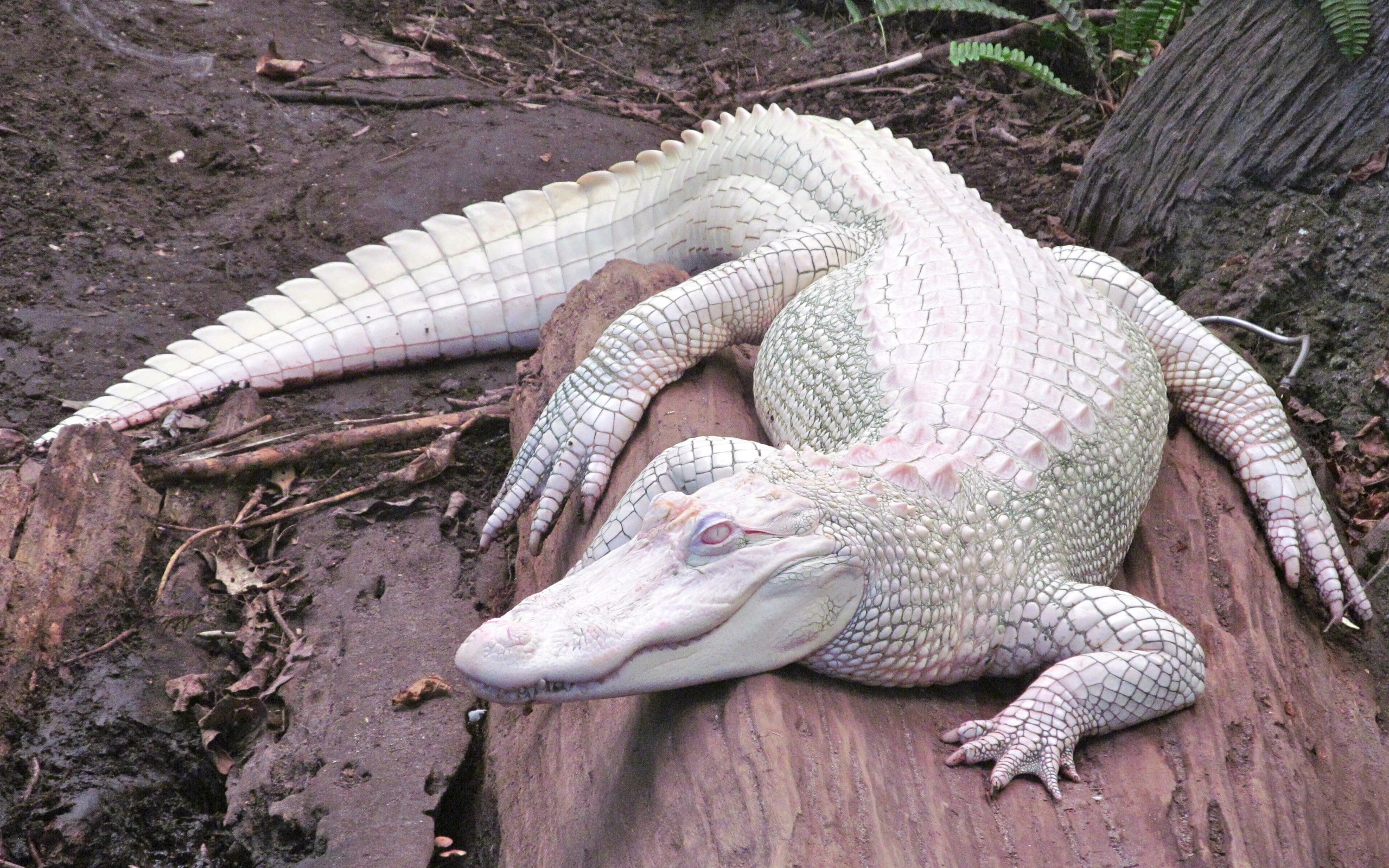 animals, alligators, albino, 2K, nature, HD Wallpaper