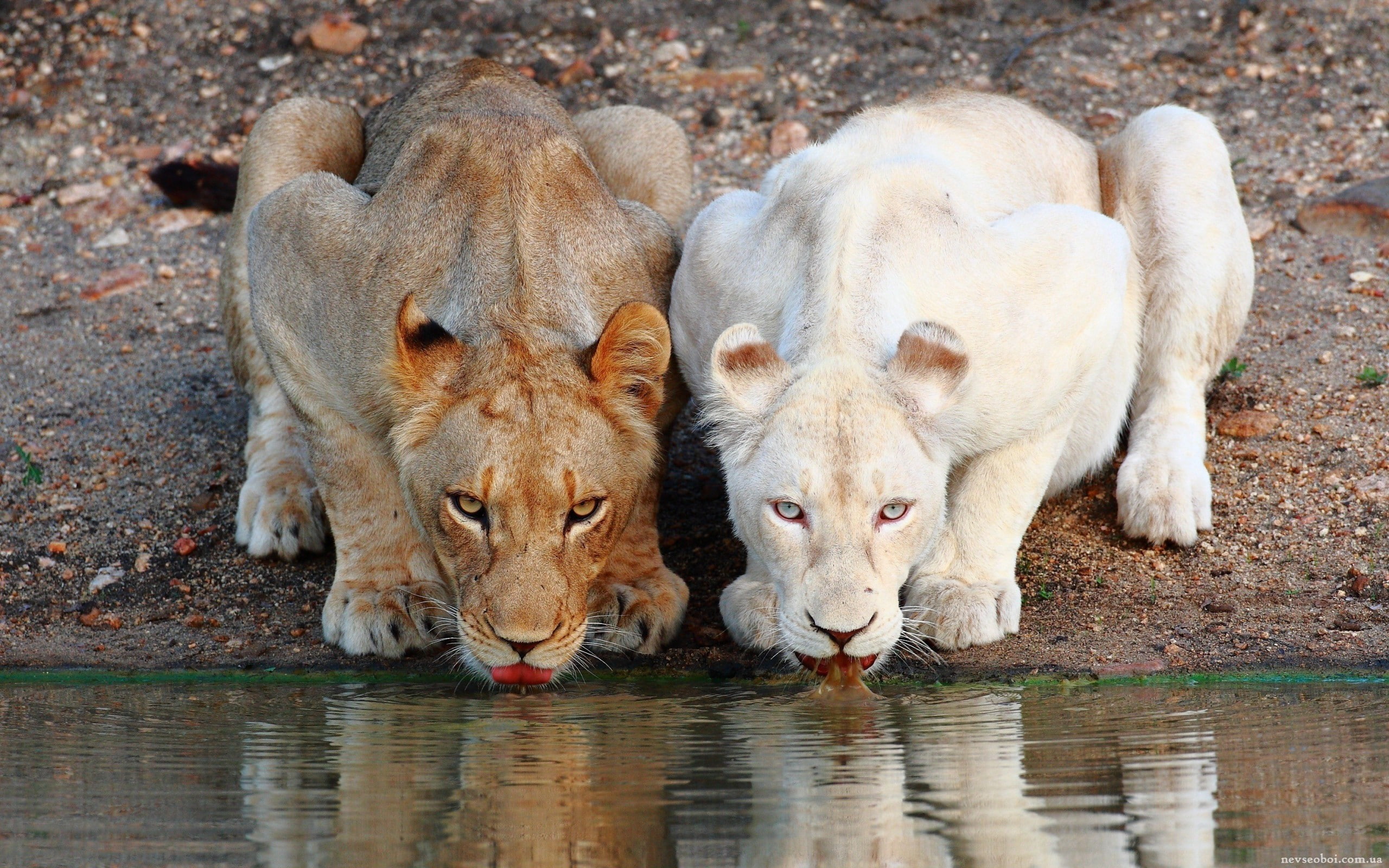 albino, nature, 2K, animals, lion, HD Wallpaper