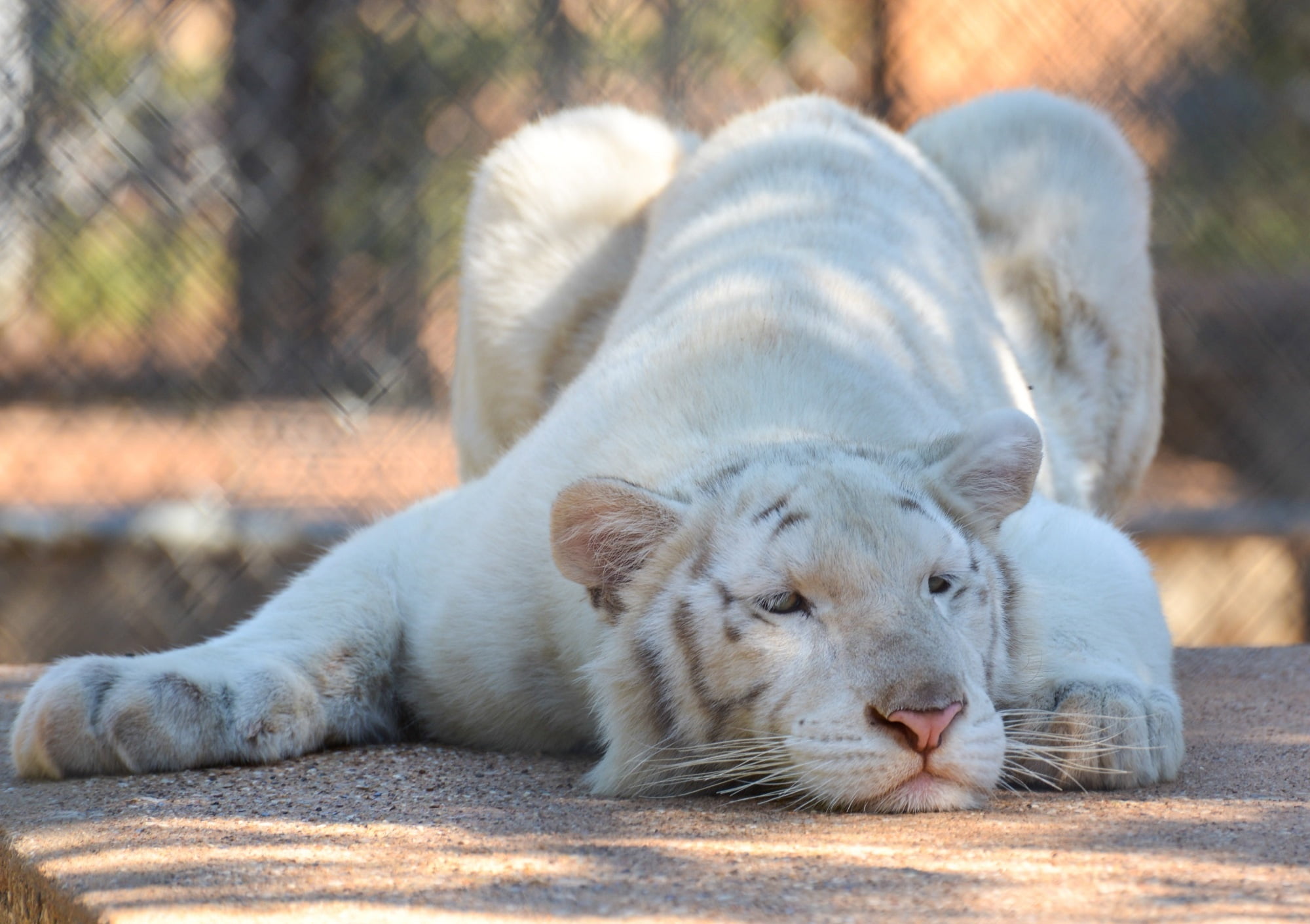 white, relaxation, cat, predator, lies, animal, whisker, no people, carnivore, cute, mammal, fur, lion - Feline, animal Head, black, lying down, vertebrate, HD Wallpaper