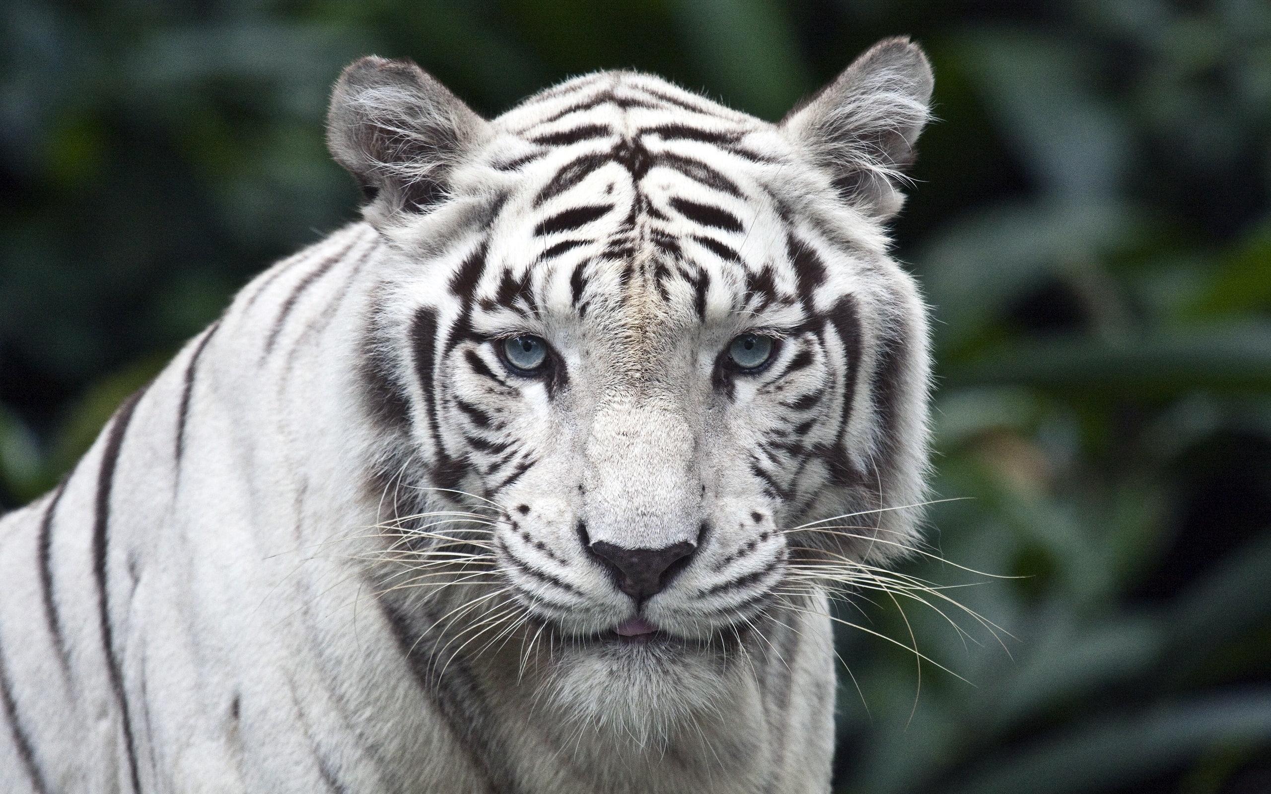 albino, tiger, white, 2K, HD Wallpaper