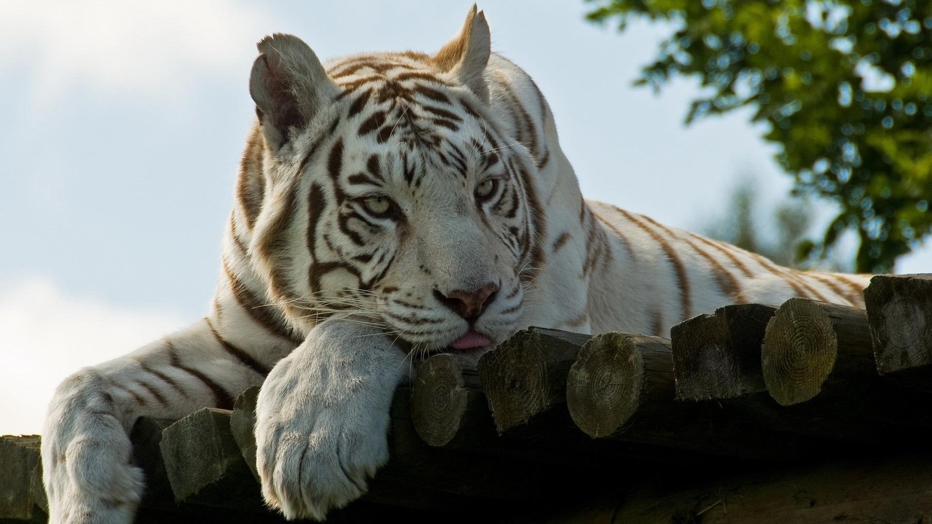 fur, albino, tiger, 1080P, Nature, eyes, tongue, HD Wallpaper