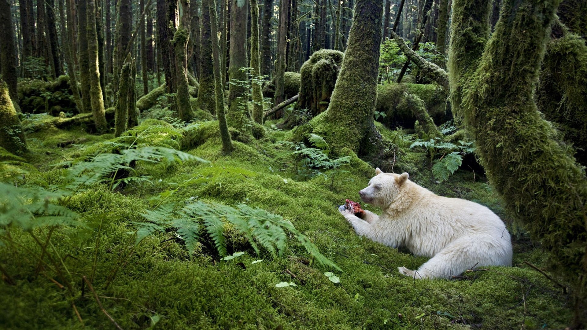 woodland, mouth open, animal wildlife, 1080P, cute, summer, beauty In Nature, mountain, meal, white, outdoors, mammal, vertebrate, one animal, animal, HD Wallpaper