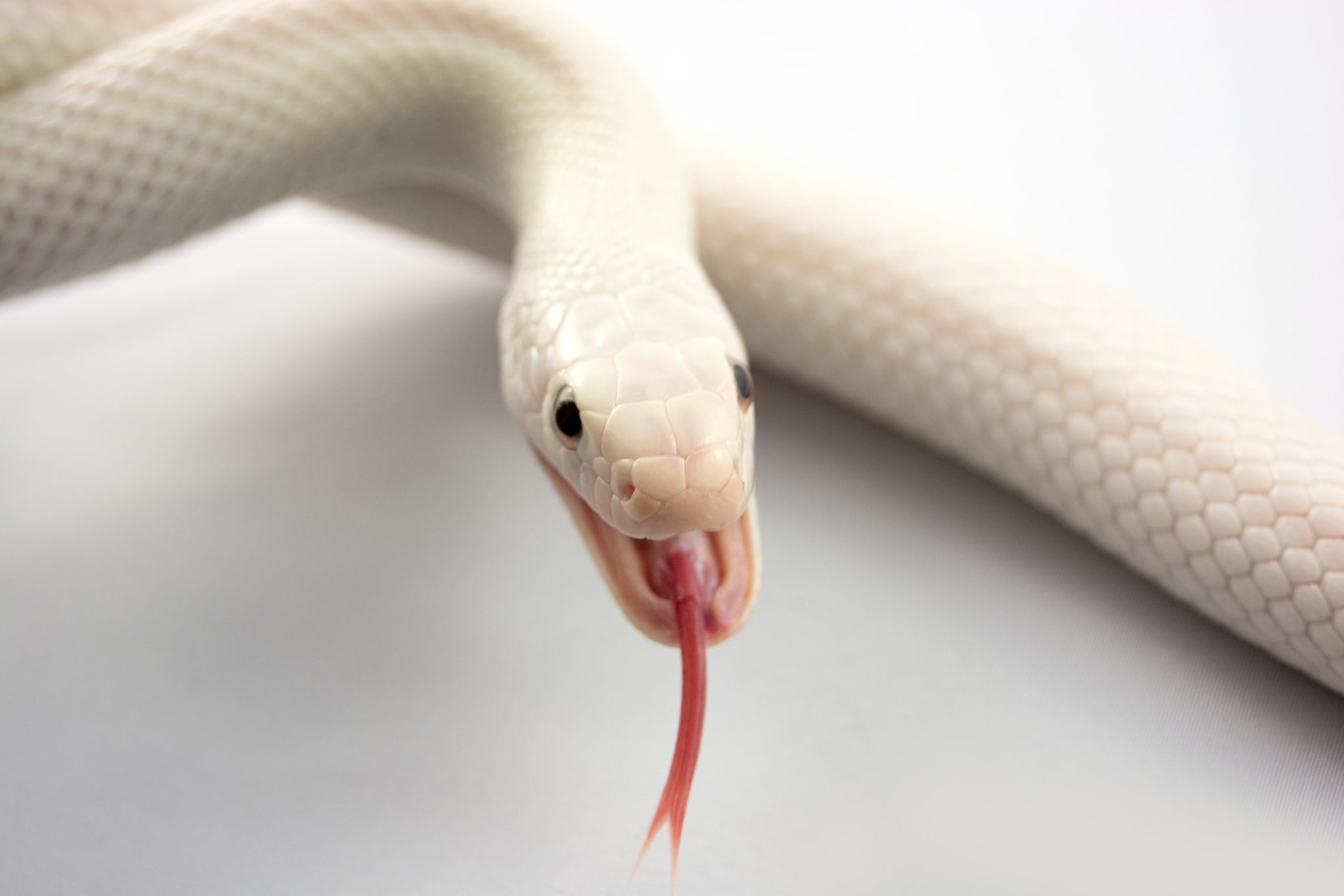animals in captivity, white, one Animal, animal mouth, isolated, animal scale, living Organism, mouth, close-up, focus on foreground, indoors, studio Shot, HD Wallpaper