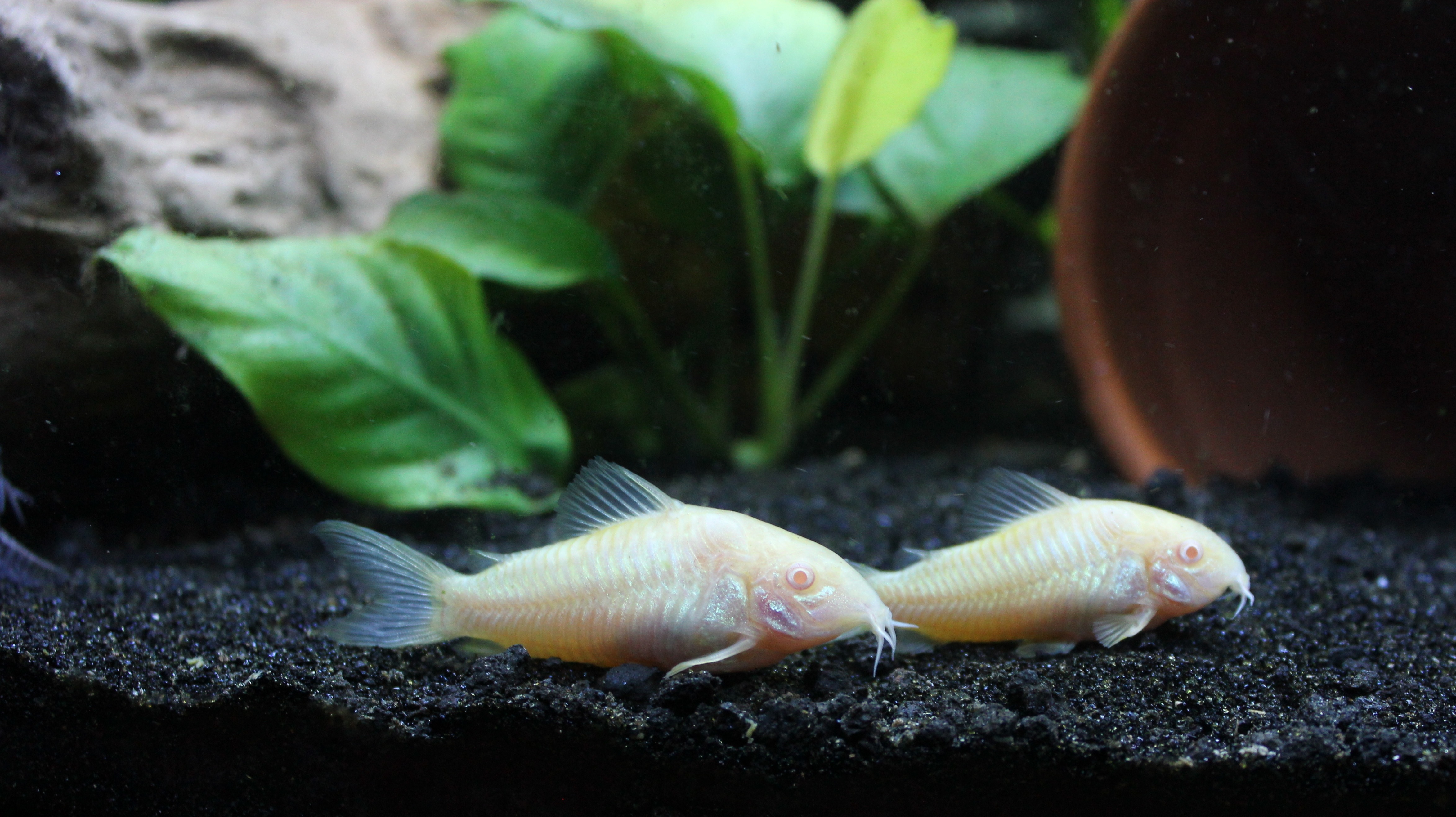 no people, transparent, animals in the wild, animal, albino, sea life, close-up, animal wildlife, underwater, corydoras, animal themes, fish tank, nature, HD Wallpaper