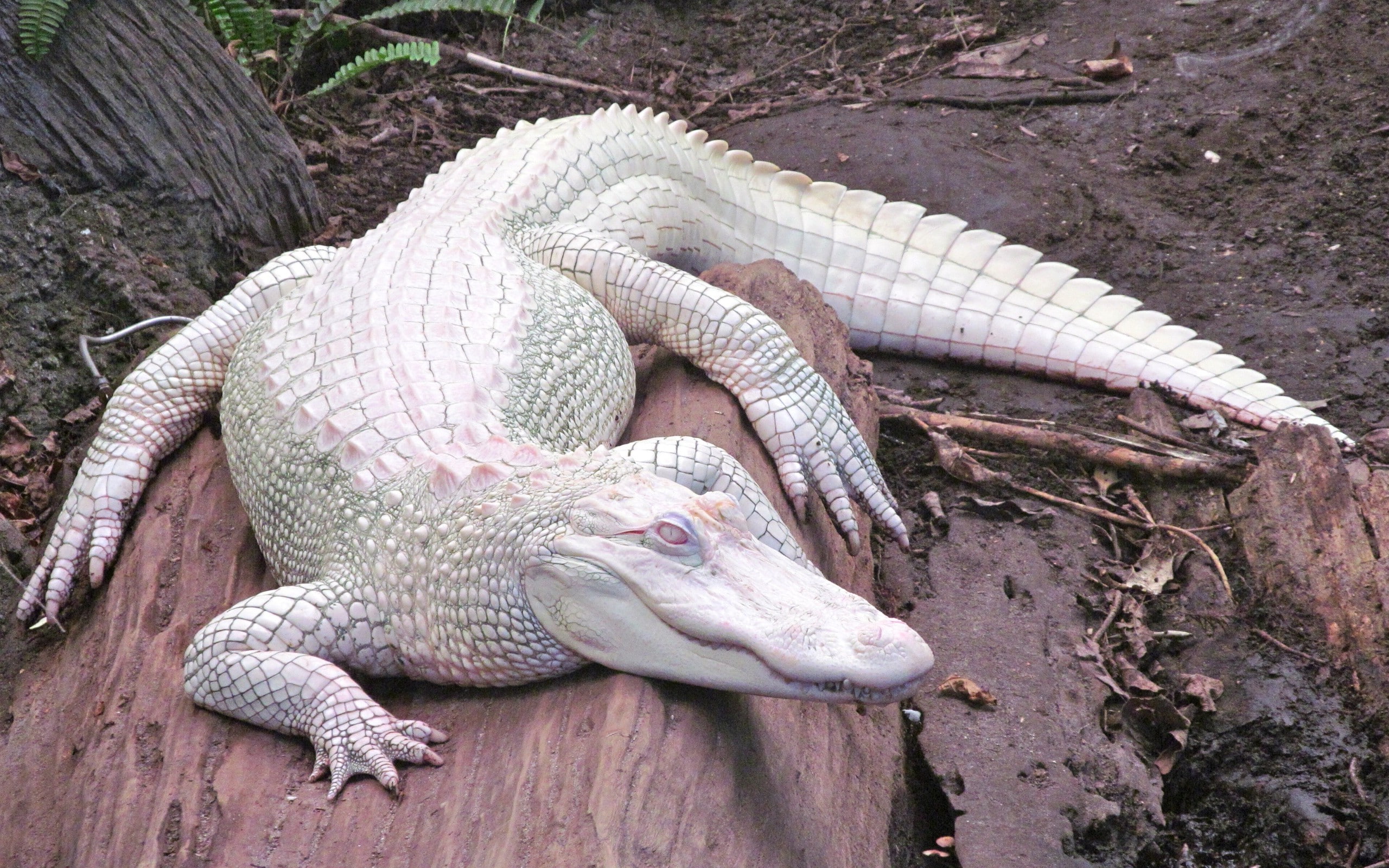 no people, animal themes, high angle view, animals in the wild, 2K, nature, alligators, zoo, animal scale, animal, reptile, iguana, outdoors, close-up, HD Wallpaper