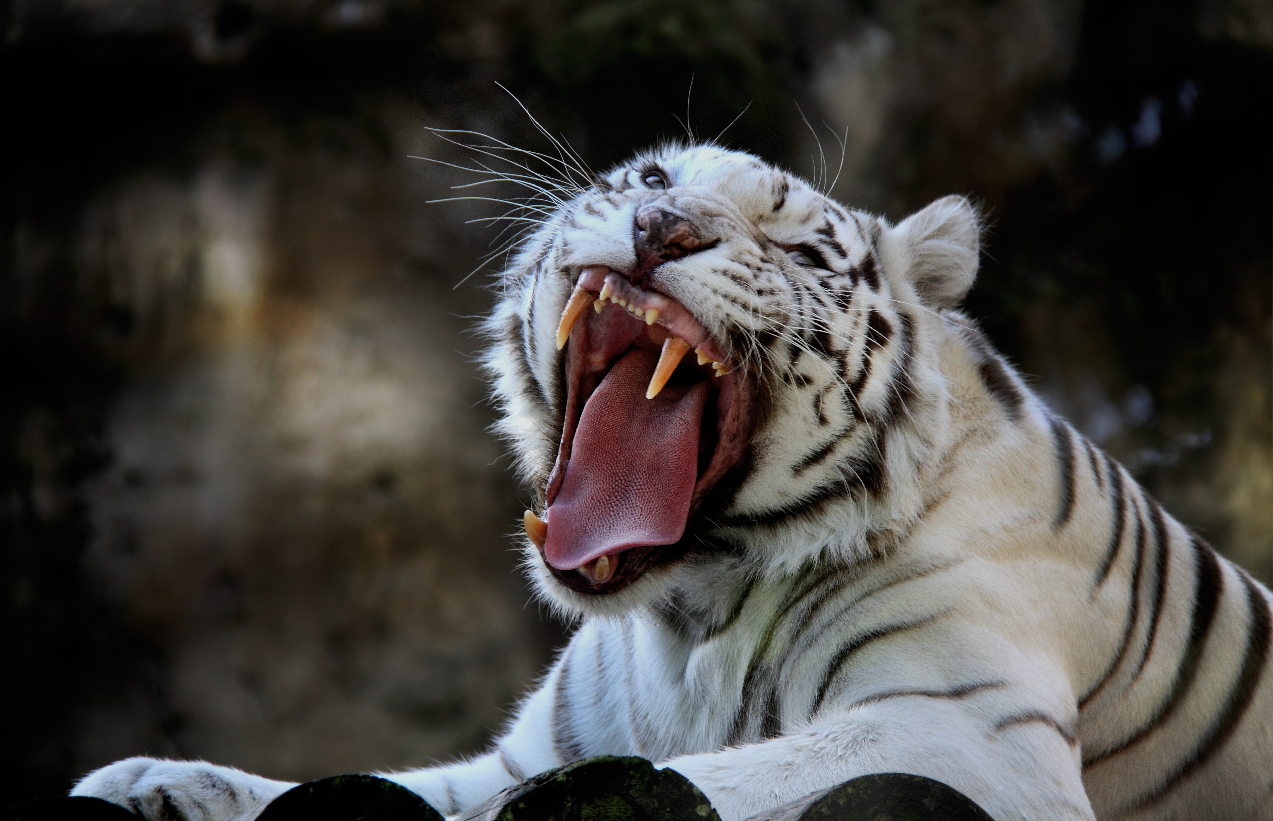 Nature, 4K, white, background, beautiful, albino, tiger, HD Wallpaper