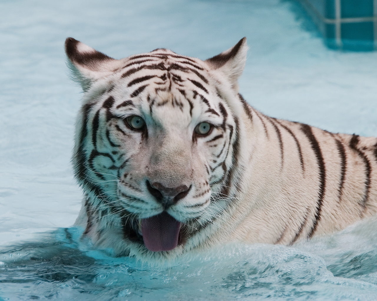 animal Head, white, looking at camera, day, large, 720P, whisker, animal themes, striped, white tiger, animals Hunting, albino, endangered Species, bengal, HD Wallpaper