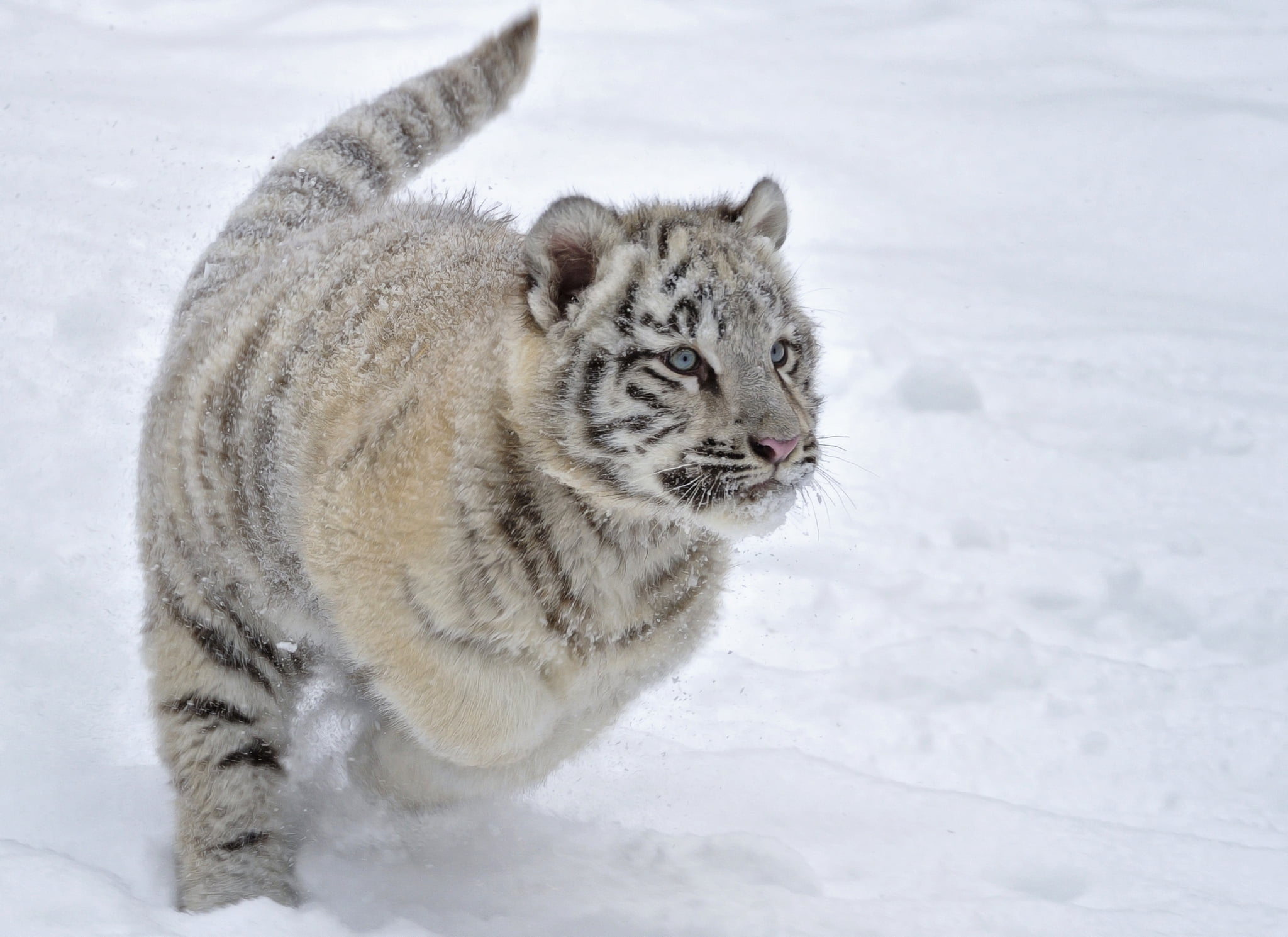 cub, snow, no People, white, cold temperature, 1080P, snowing, tiger, outdoors, nature, gray, animal themes, animals In The Wild, white color, winter, HD Wallpaper