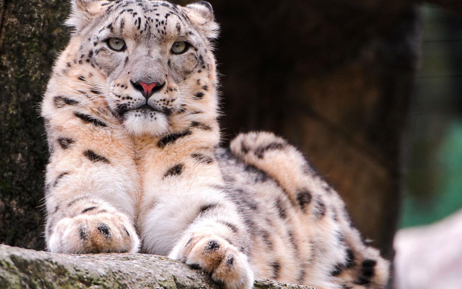 snow, animals, leopard, 1920x1200, orange, beautiful, 1080P, white, snow leopard, tiger, HD Wallpaper