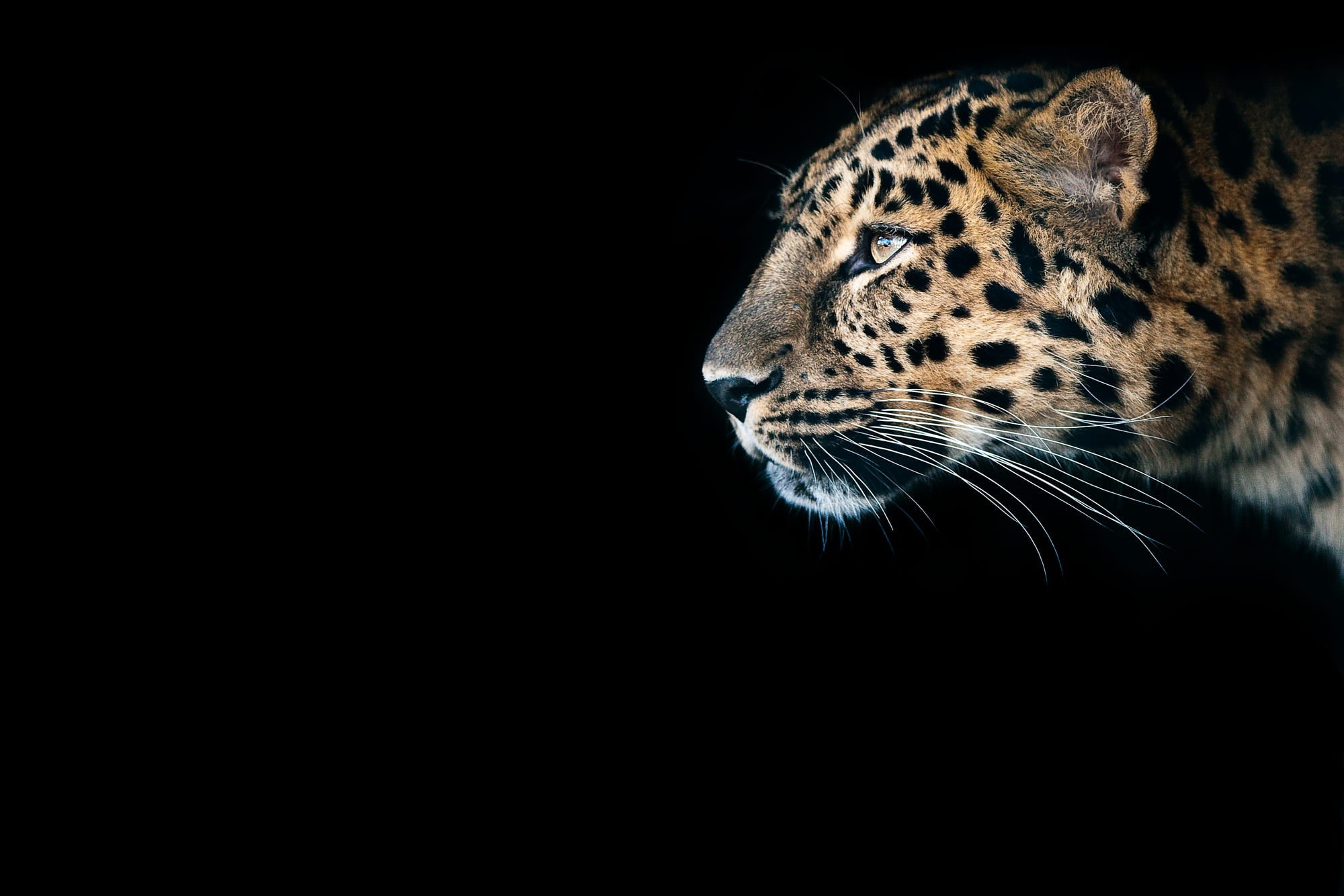 mammals, Gepard (Animal), big cats, 1080P, animals, HD Wallpaper