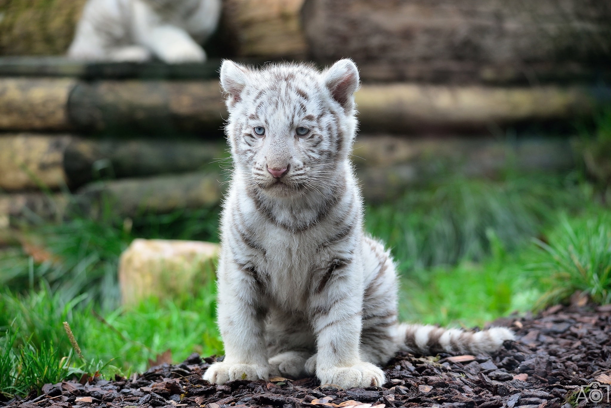 human Face, animal, nature, cat, wild cat, no people, beauty In Nature, whisker, outdoors, sitting, beautiful, focus on foreground, mammal, white tiger, HD Wallpaper