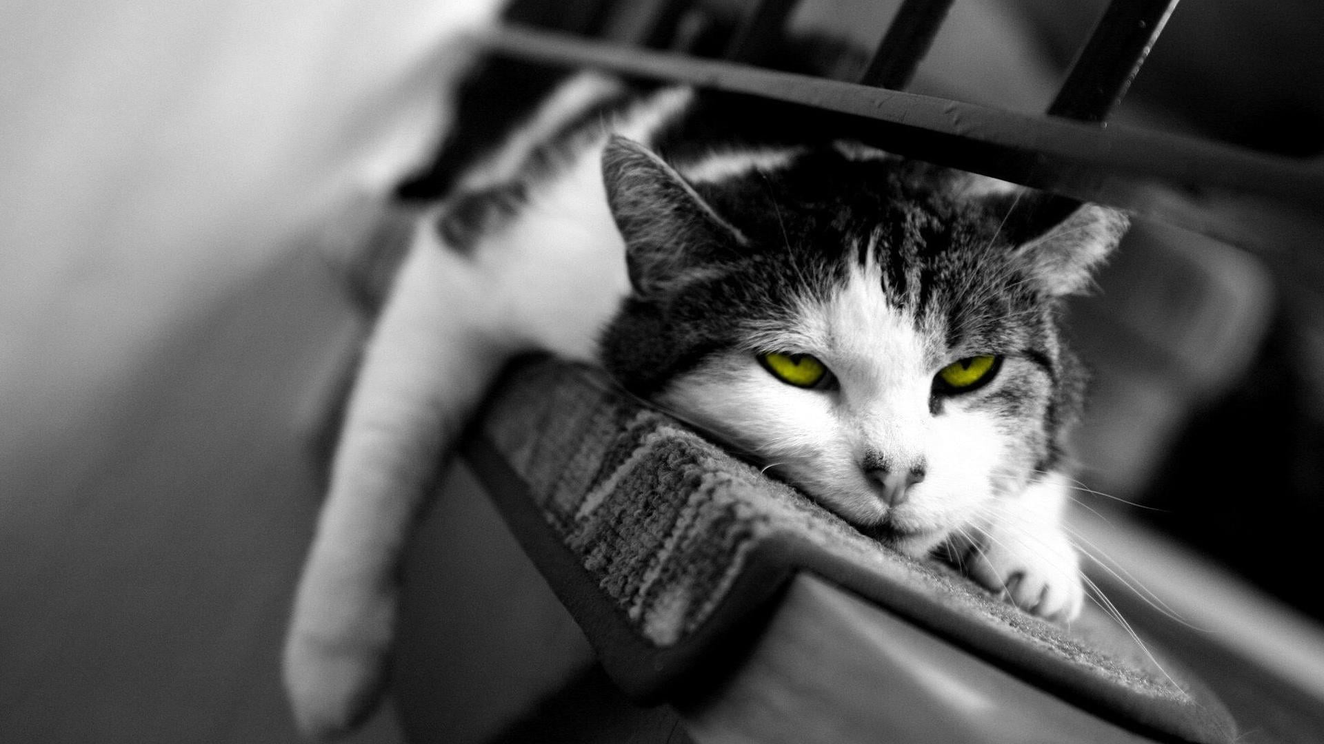 animal, rest, one animal, feline, catling, animal themes, eyes, looking at camera, animal body part, animal head, 1080P, whisker, close-up, portrait, relaxation, HD Wallpaper