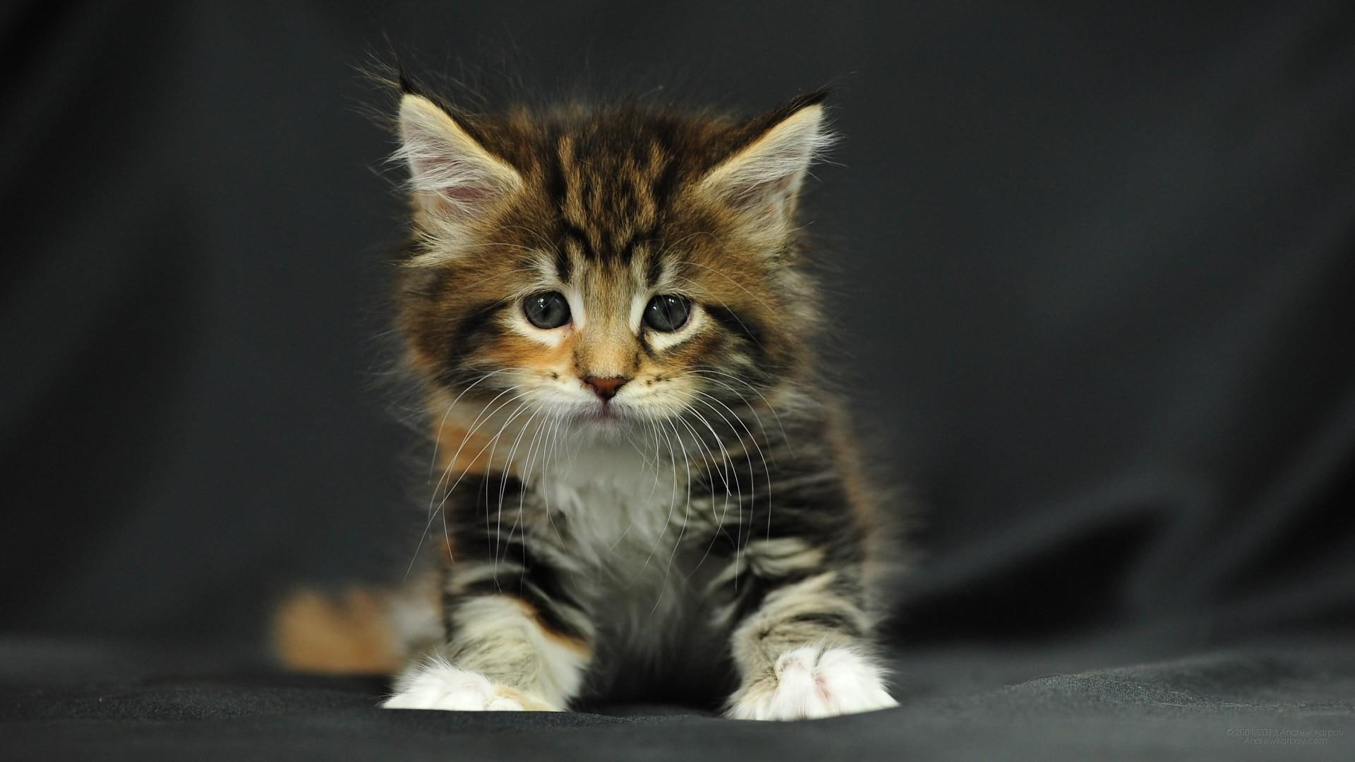 1080P, kitty, cat, catling, cute, HD Wallpaper