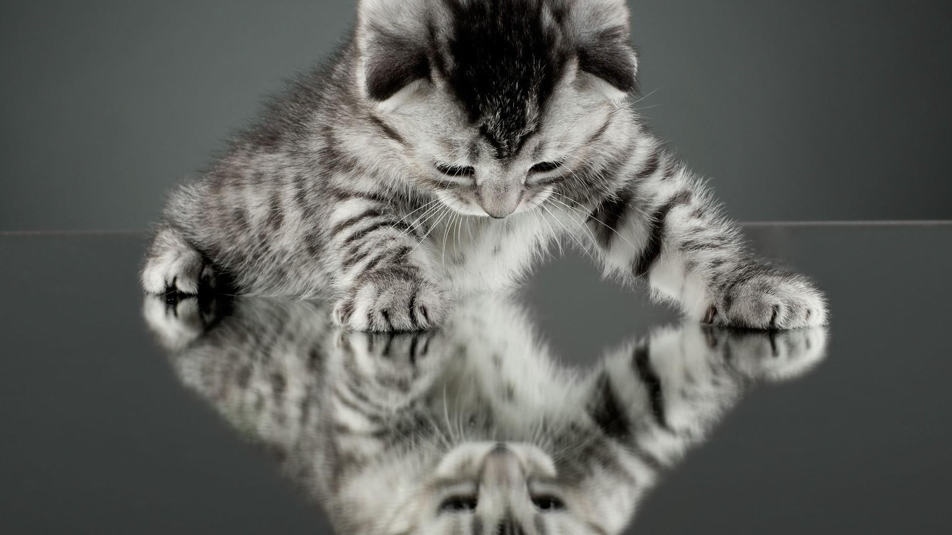 cat, cute, 1080P, funny, animals, catling, HD Wallpaper