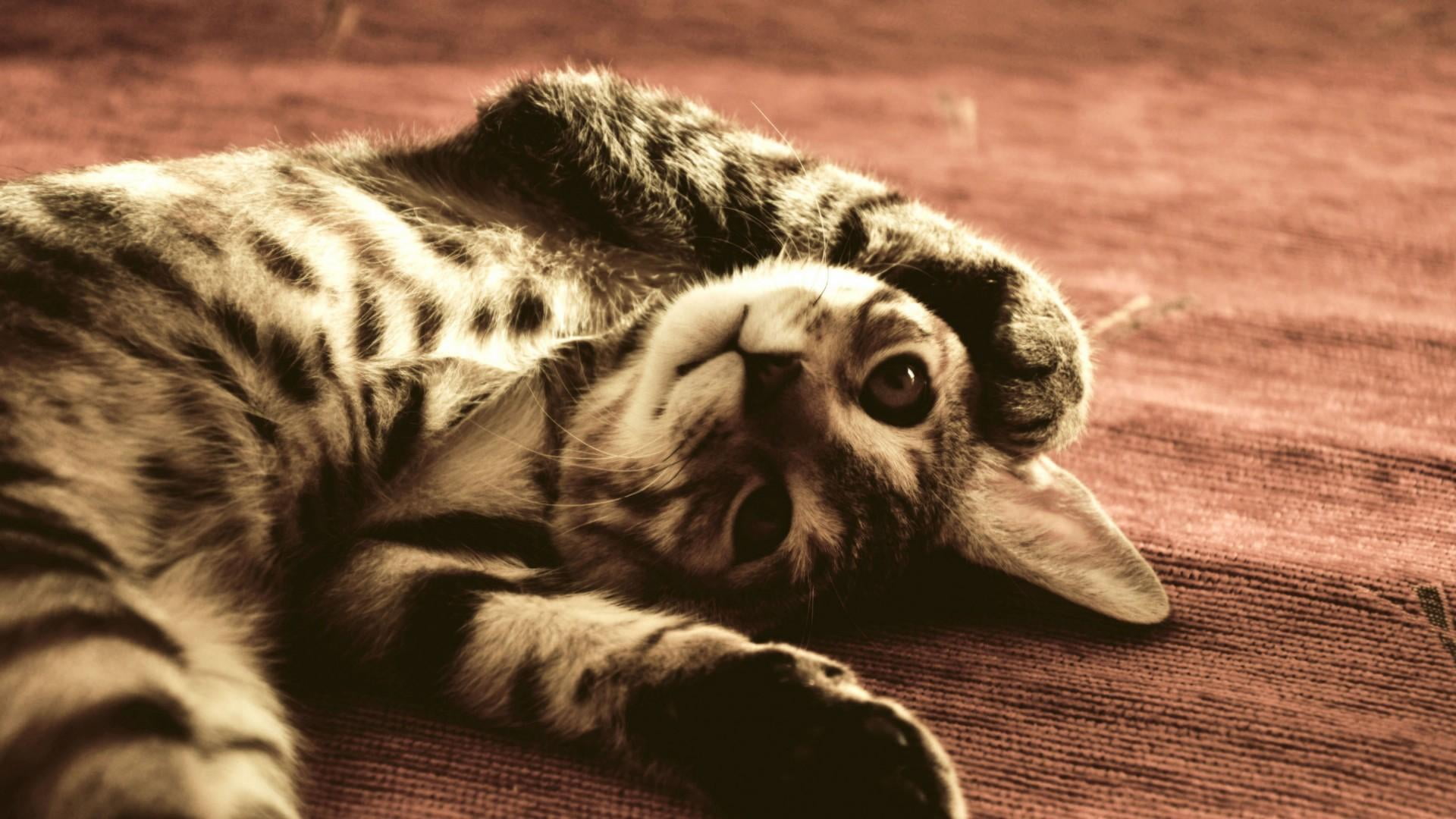 day, domestic animals, catling, 1080P, indoors, one animal, resting, animals in the wild, animal, no people, animal body part, cute, feline, focus on foreground, HD Wallpaper
