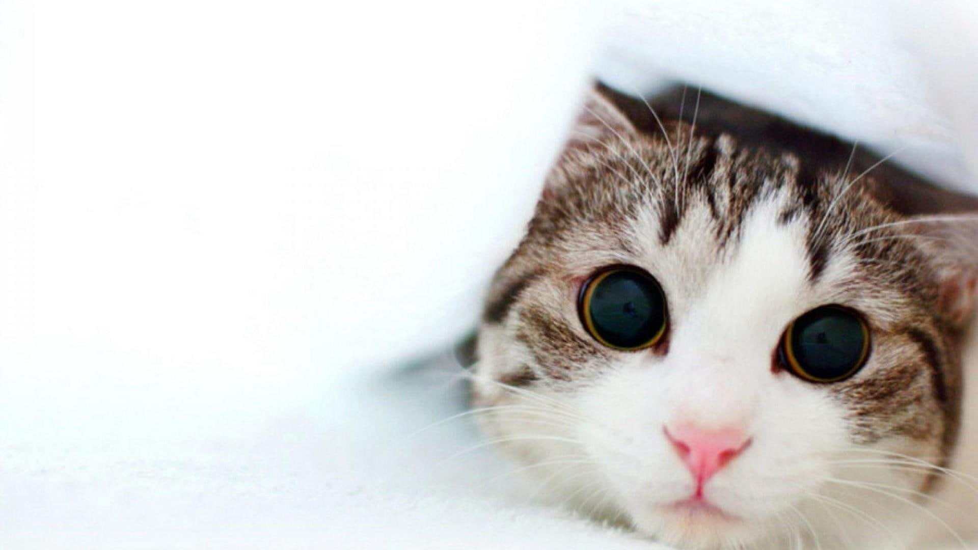 1080P, cat, cute, kitten, catling, eyes, kitty, cat eyes, HD Wallpaper