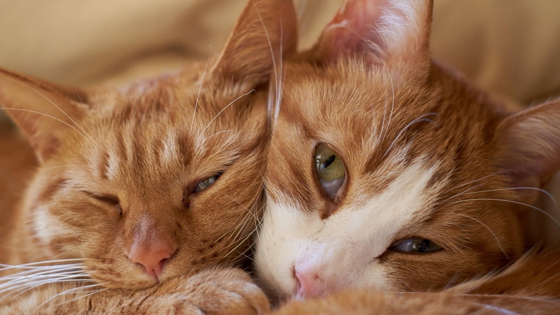 1080P, catling, cat, cats, rest, HD Wallpaper