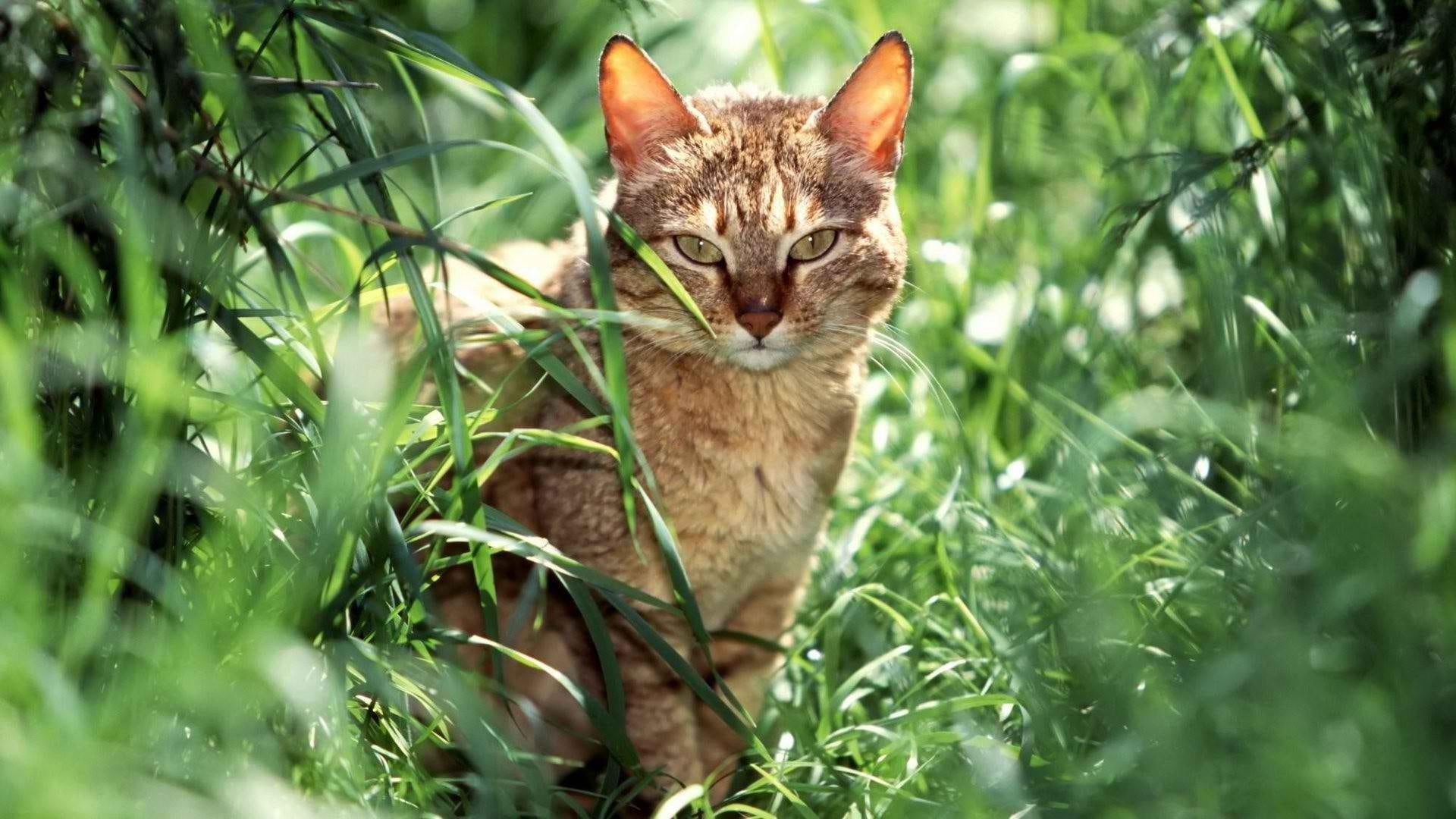 catling, garden, 1080P, grass, animals, cat, domestic animal, HD Wallpaper
