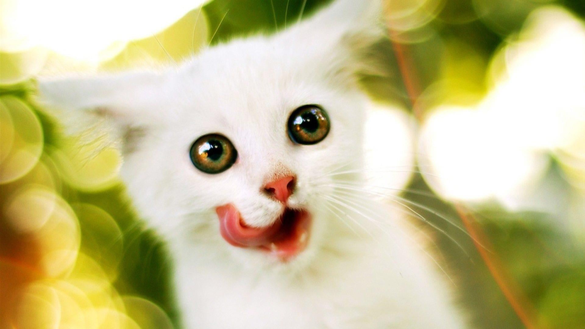 domestic animals, cute, innocence, small, young animal, feline, looking at camera, domestic cat, animal, animal head, whisker, funny, cat, animal body part, HD Wallpaper