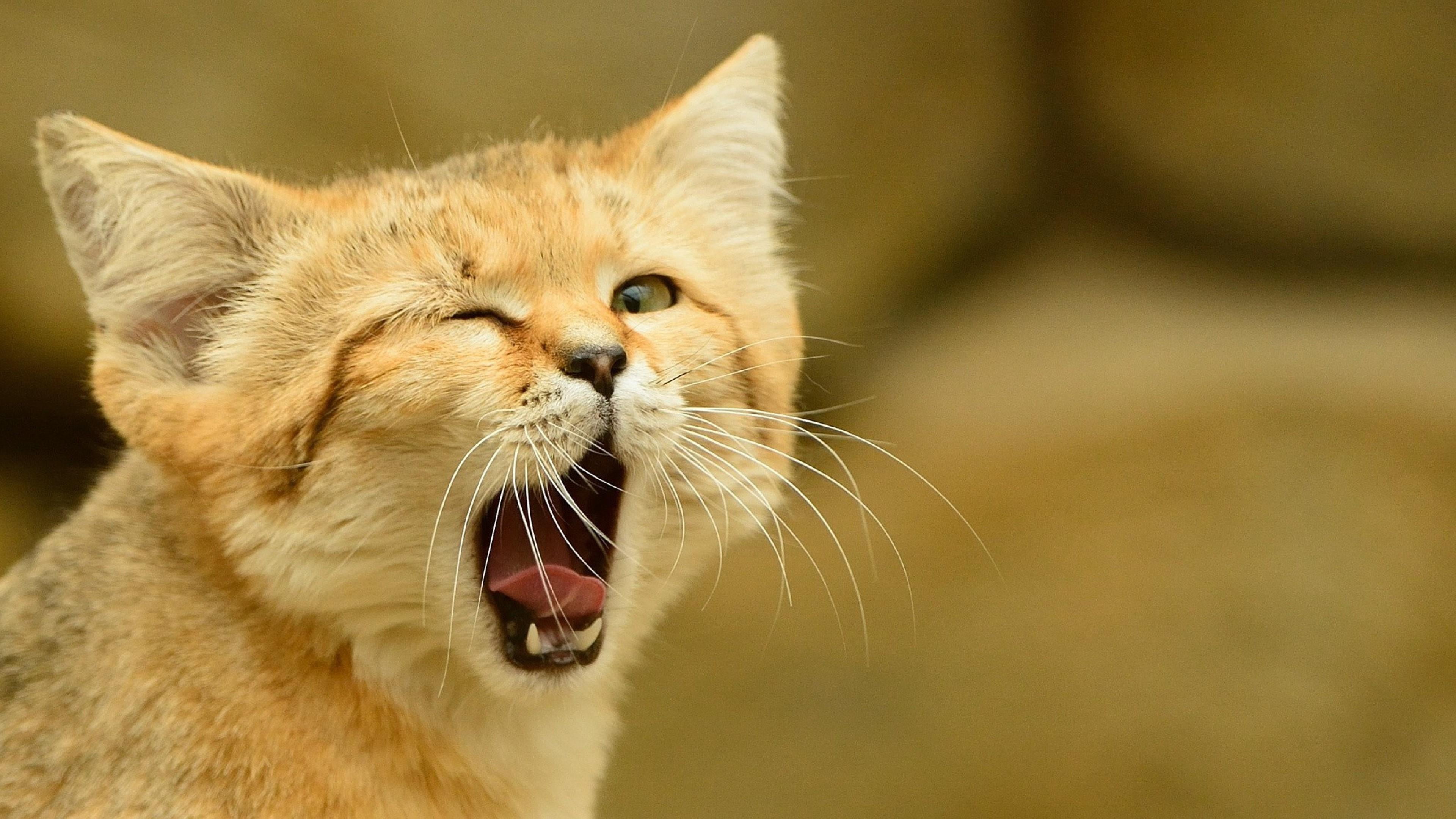 mouth open, eye, one animal, yawning, animal, catling, whisker, ginger cat, vertebrate, domestic animals, focus on foreground, cat, no people, tounge, facial expression, HD Wallpaper