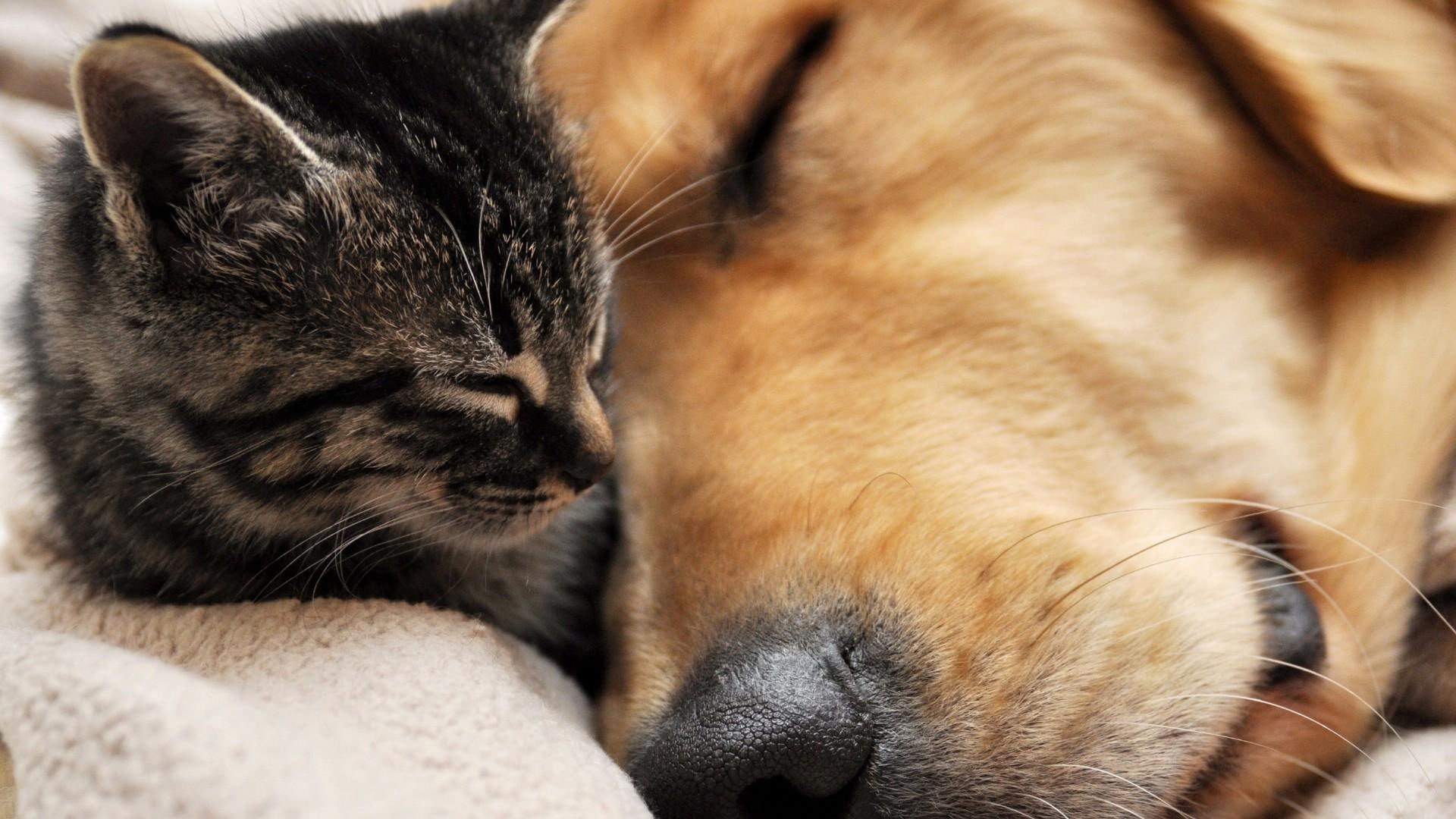 cute, sweet, pets, sleep, together, pet, cat, 1080P, animals, catling, dog, doggie, HD Wallpaper
