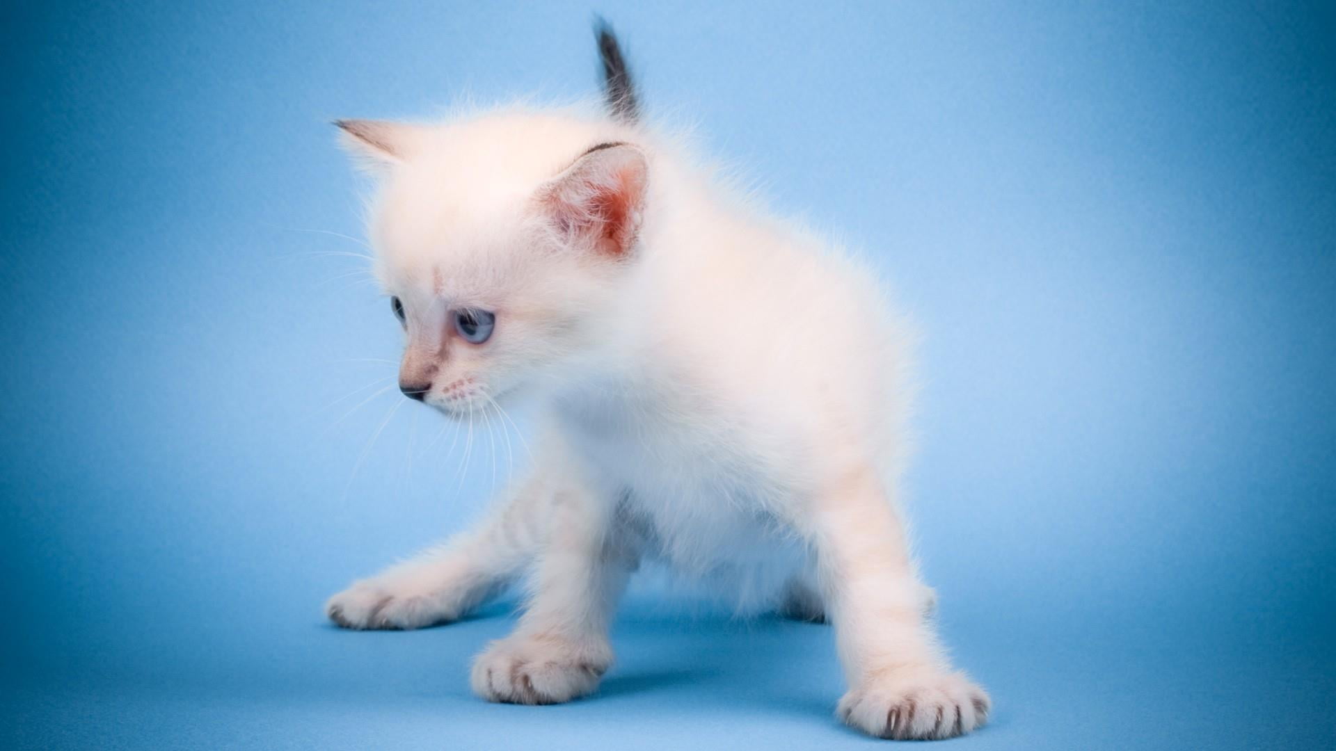 white color, standing, 1080P, feline, animal themes, pets, whisker, studio shot, young animal, indoors, catling, domestic cat, colored background, cat, HD Wallpaper