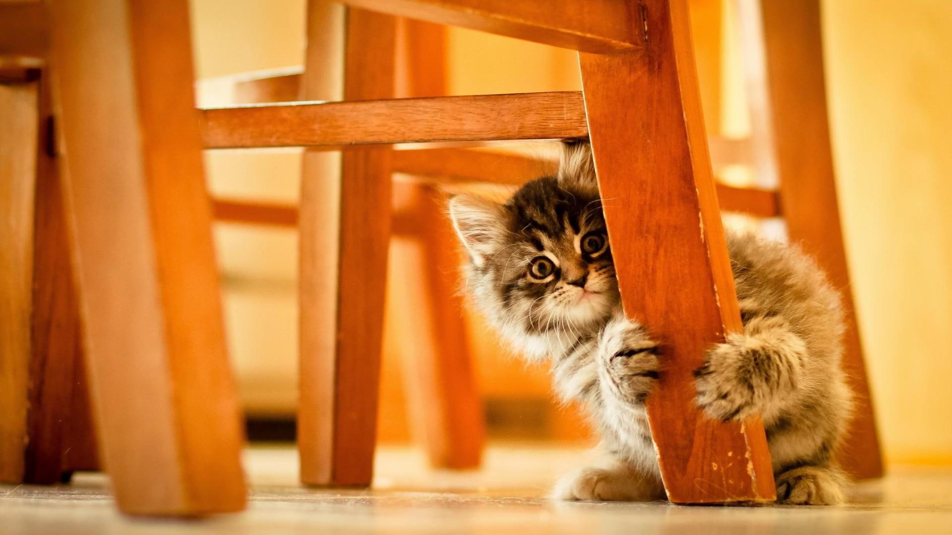 animals, cat, 1080P, funny, catling, cute, HD Wallpaper