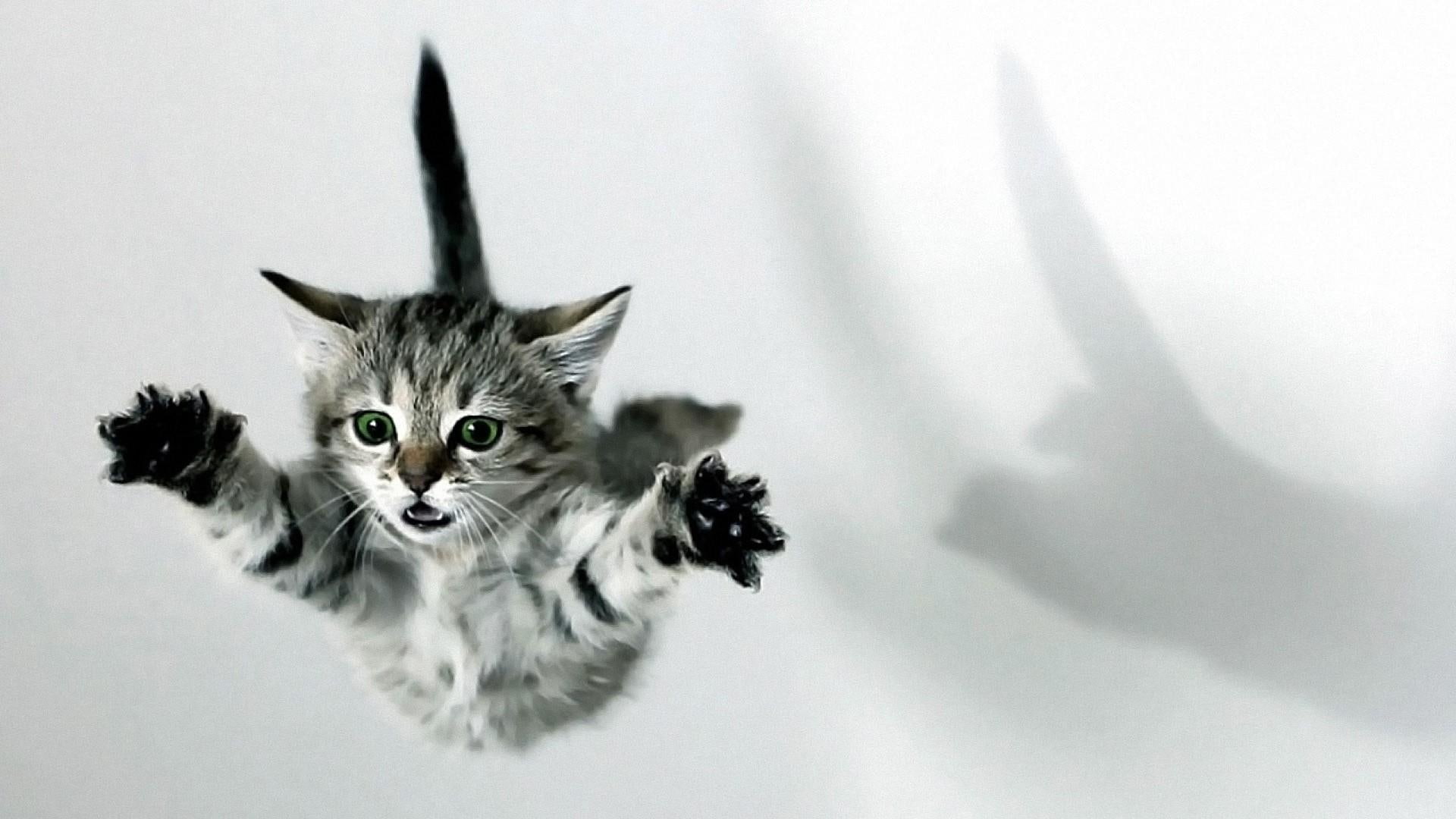 kitty, 1080P, cat, jump, cute, catling, HD Wallpaper