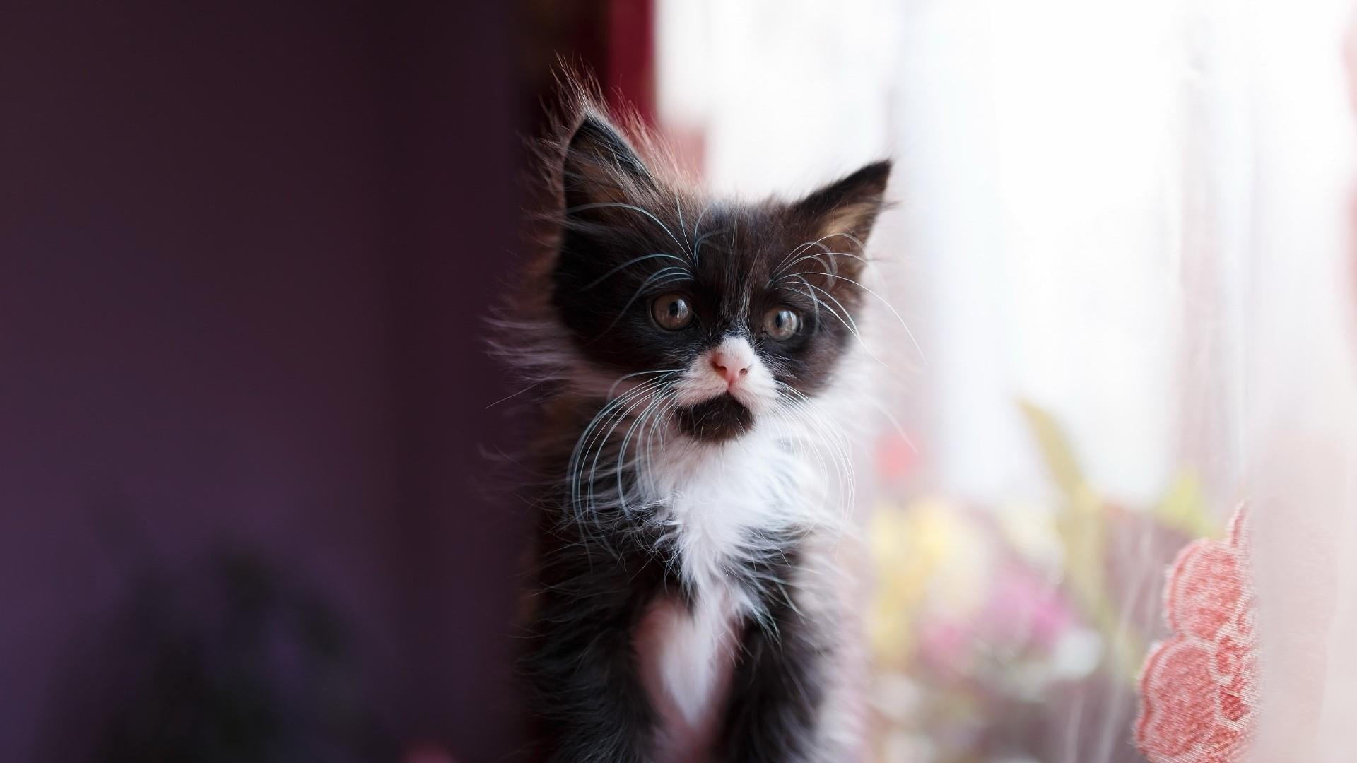 kitten, feline, indoors, catling, 1080P, persian cat, domestic, young animal, cat, portrait, one animal, animal eye, cute, selective focus, animals, no people, HD Wallpaper