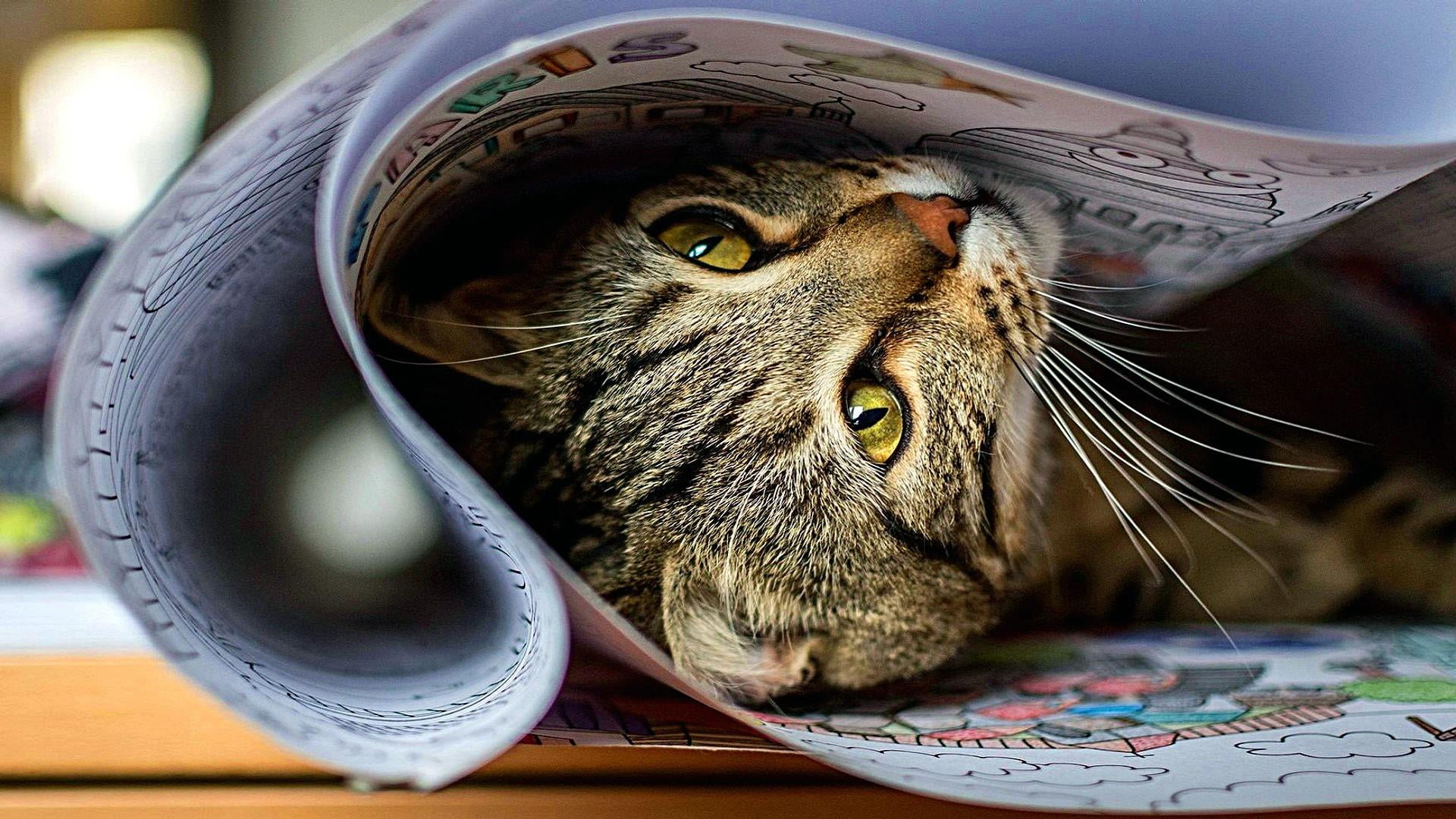 text, whisker, animal body part, cat eyes, 1080P, animal eye, no people, cat, coloring, focus on foreground, one animal, feline, pets, mammal, domestic animals, HD Wallpaper