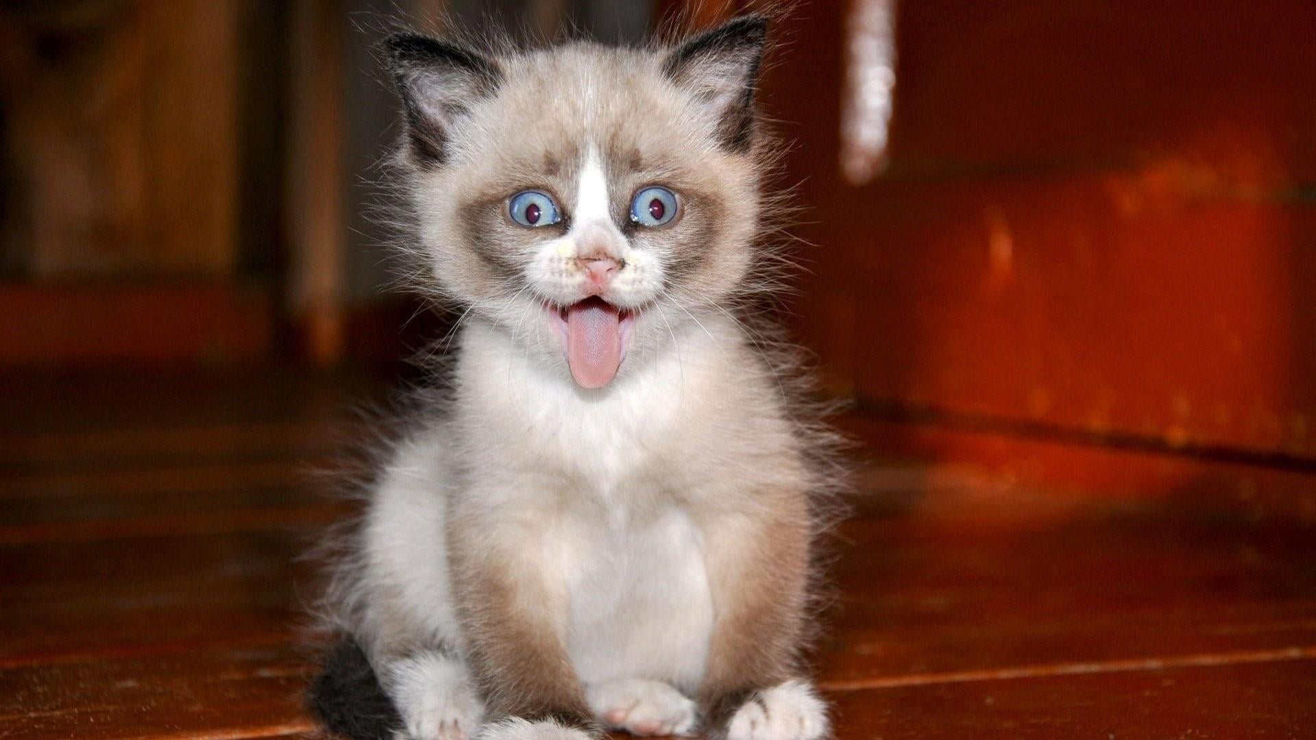 animal mouth, domestic, 1080P, young animal, animal head, cat, portrait, animals, whisker, animal themes, no people, feline, mouth open, kitten, looking at camera, HD Wallpaper