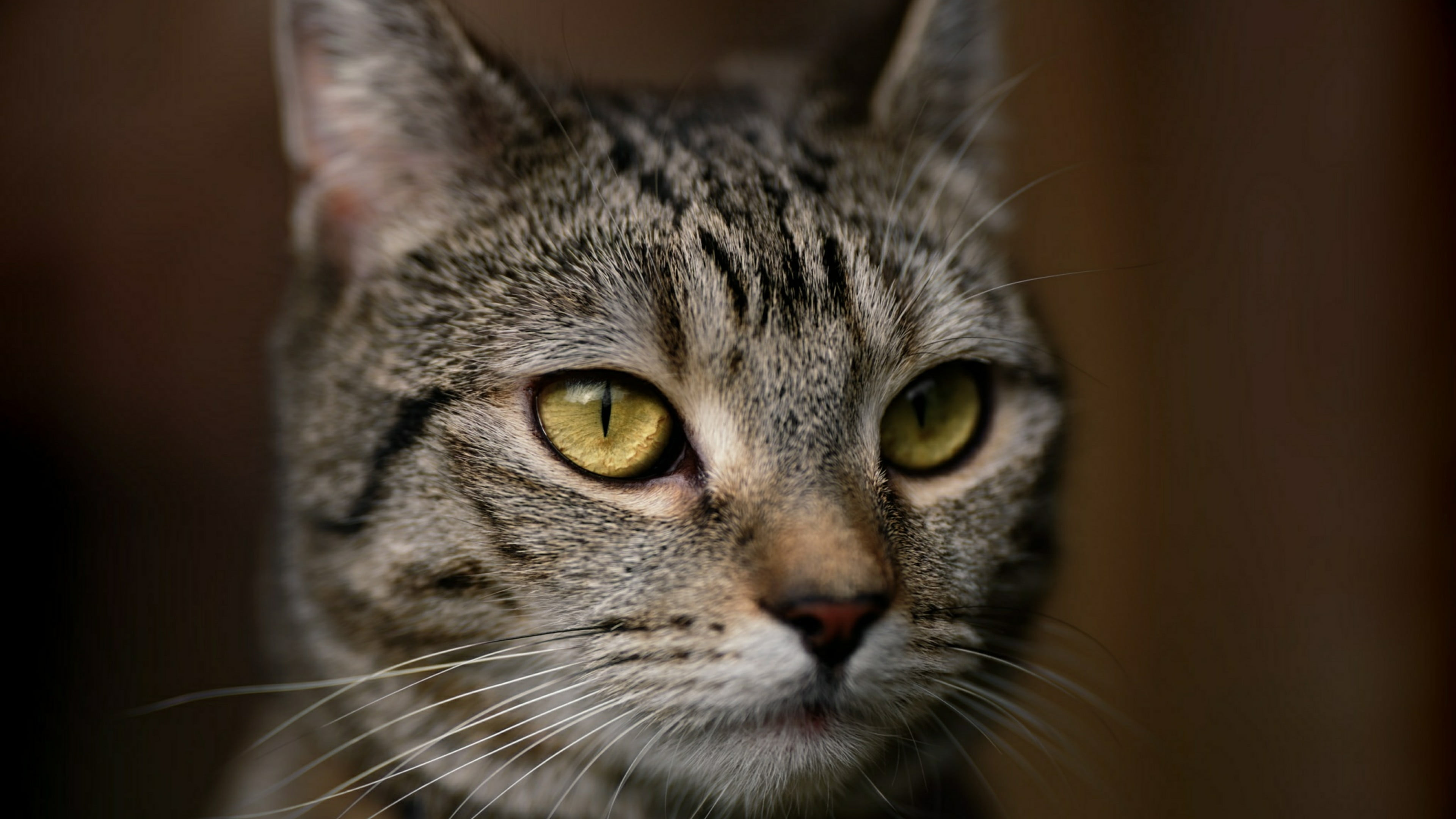 whiskers, tabby, snout, domestic animals, whisker, one animal, 4K, vertebrate, animal head, domestic cat, animal body part, looking at camera, domestic, HD Wallpaper