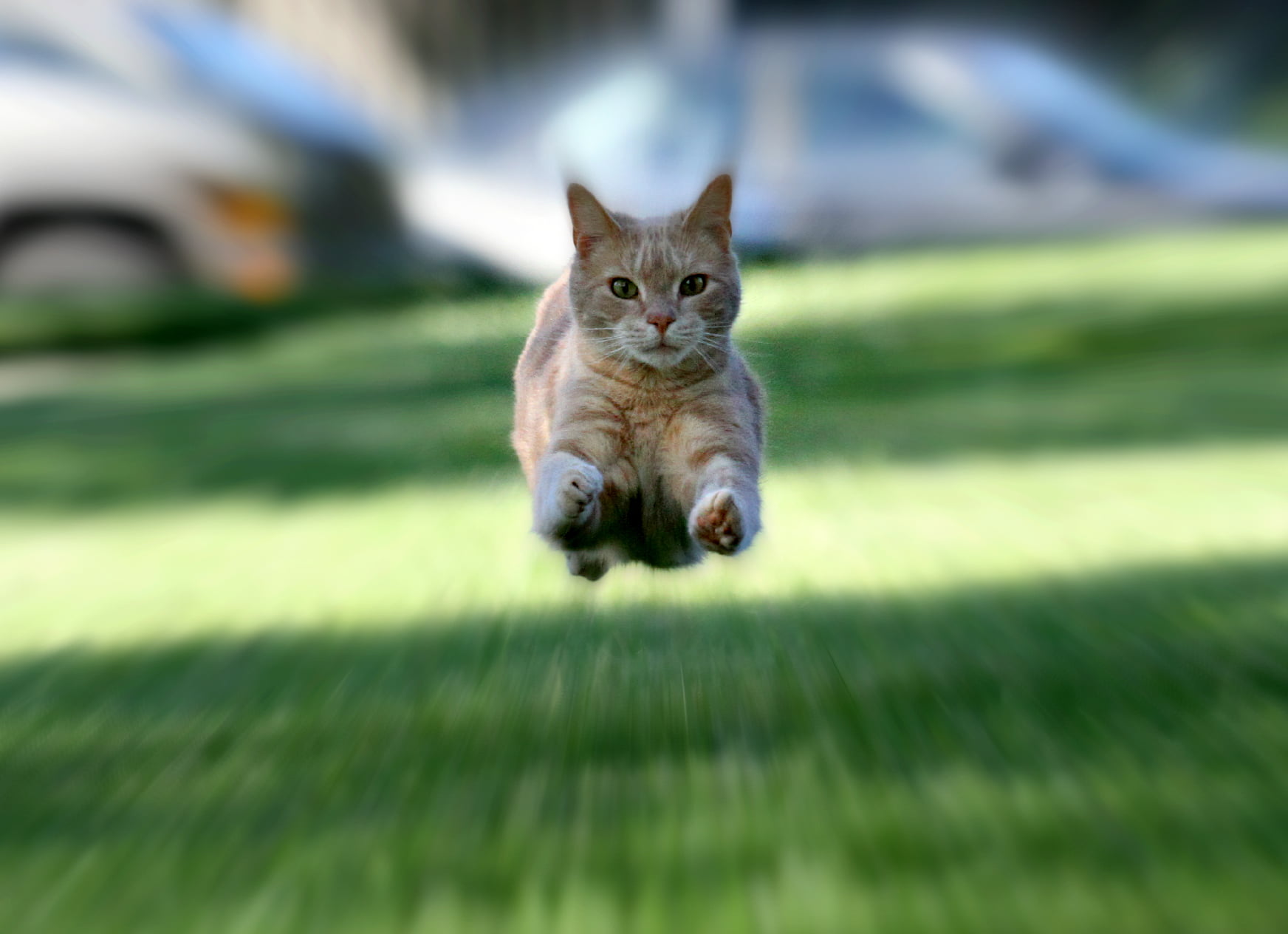 stop action, kitten, eye, PicMonkey, focus, 4L, Canon EF, zoom, mammal, cream, tabbies, Canon EOS 7D, extreme, editing, pets, cats, cat, Canon EF 70-200mm, HD Wallpaper