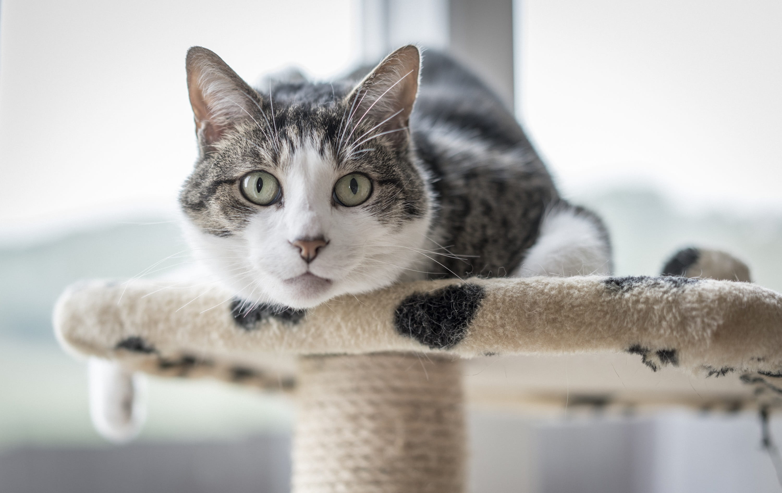 kitty, looking, staring, domestic animals, selective focus, resting, close, looking at camera, cat, focus on foreground, tabby, short hair, relaxation, HD Wallpaper