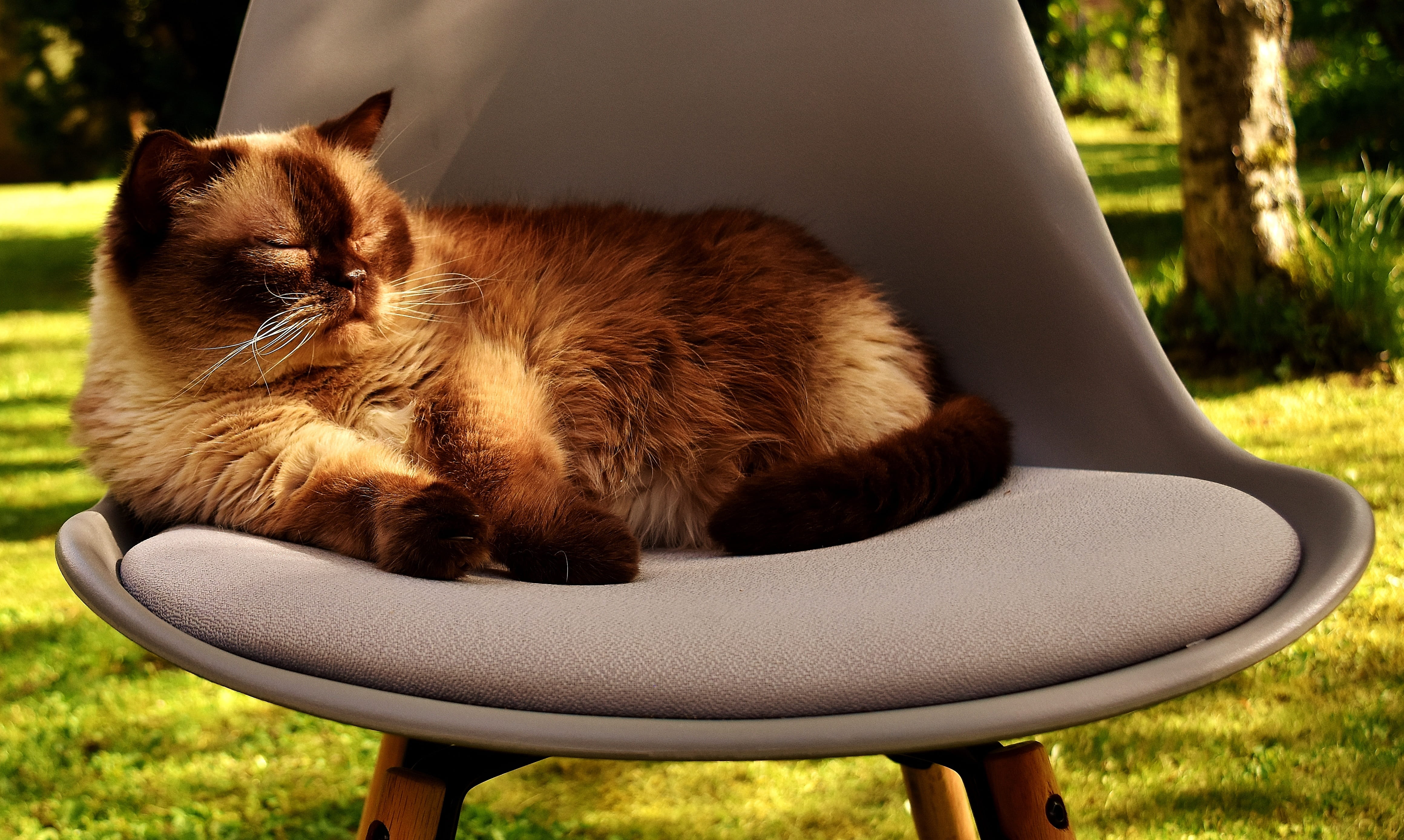 Domestic Cat, animal, cute, kitten, nature, garden, short hair, vertebrate, one animal, british, fabric, plant, cat, mammal, pets, domestic animals, brown, HD Wallpaper