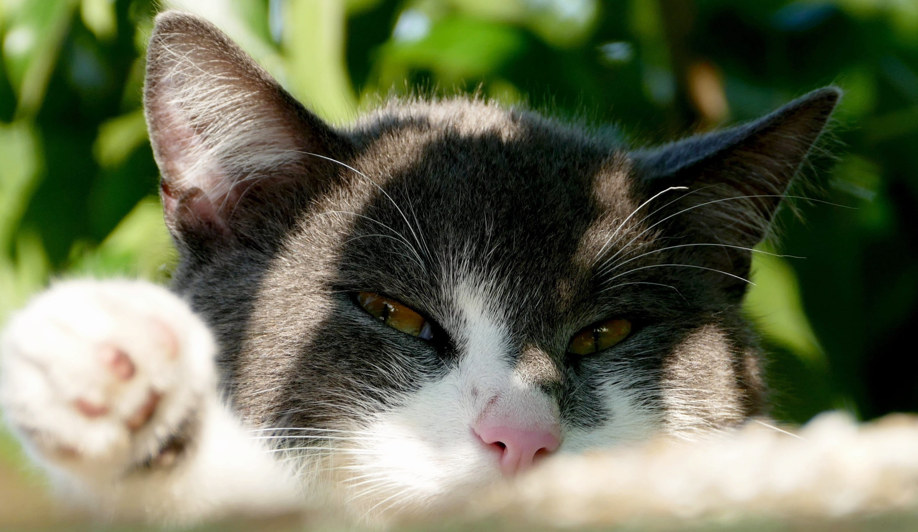 sleepy, portrait, looking at camera, animal body part, feline, pet, animal head, animal themes, one animal, vertebrate, hide nose, cute, pets, body part, HD Wallpaper