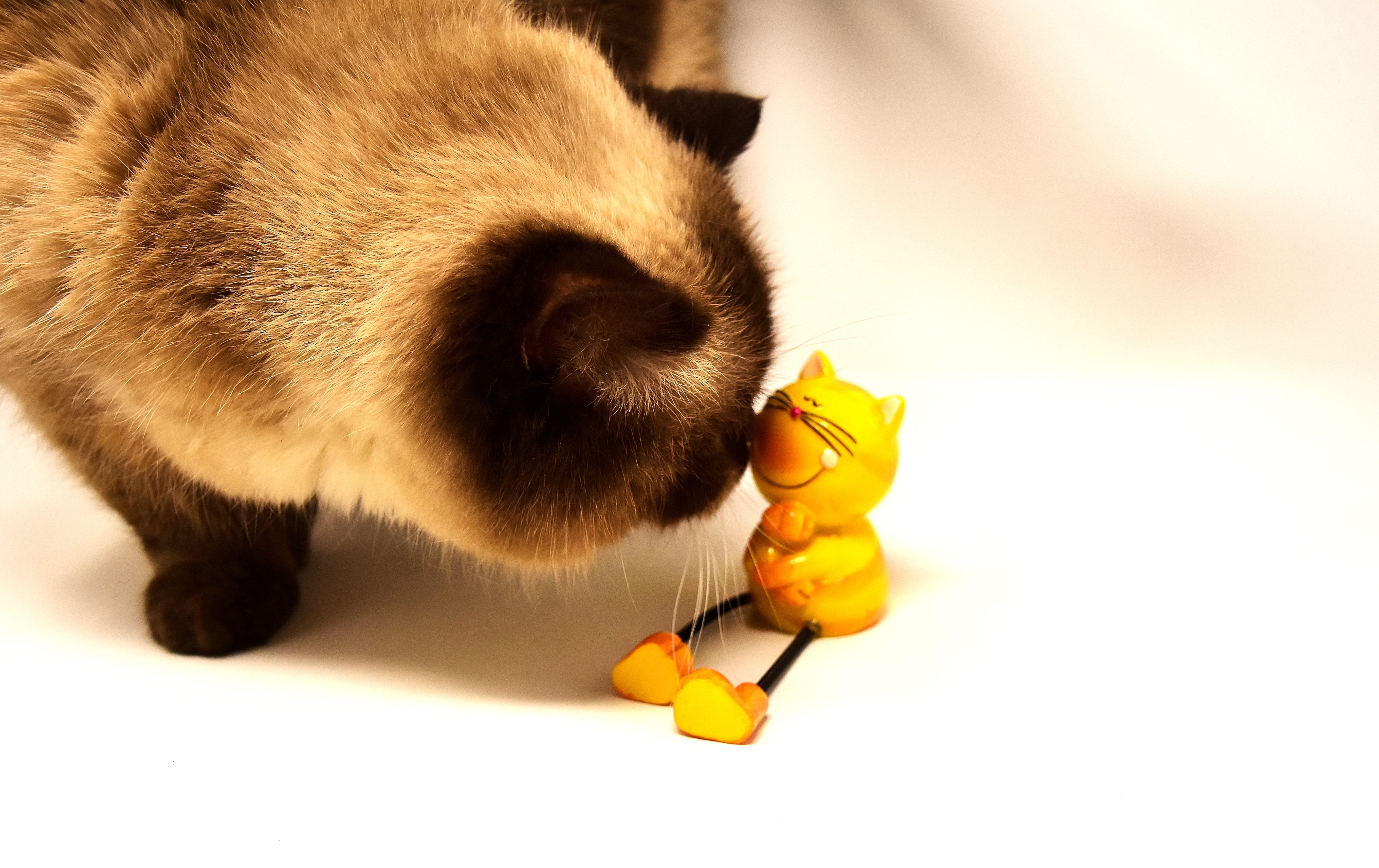 thoroughbred, bkh, mammal, sweet, animal themes, whisker, 5K, domestic animals, food, domestic, studio shot, pets, mieze, feline, yellow, cat, british shorthair cat, HD Wallpaper