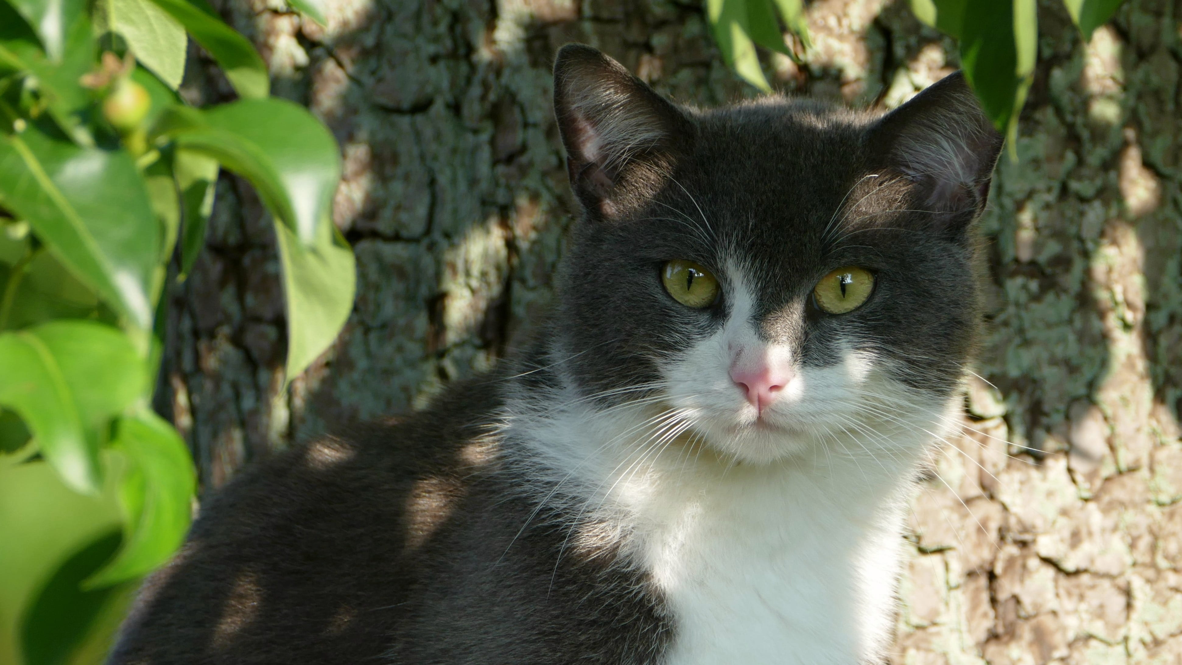 looking at camera, yellow eyes, animal themes, focus on foreground, black and white, pets, close-up, no people, one animal, feline, animal head, domestic, HD Wallpaper