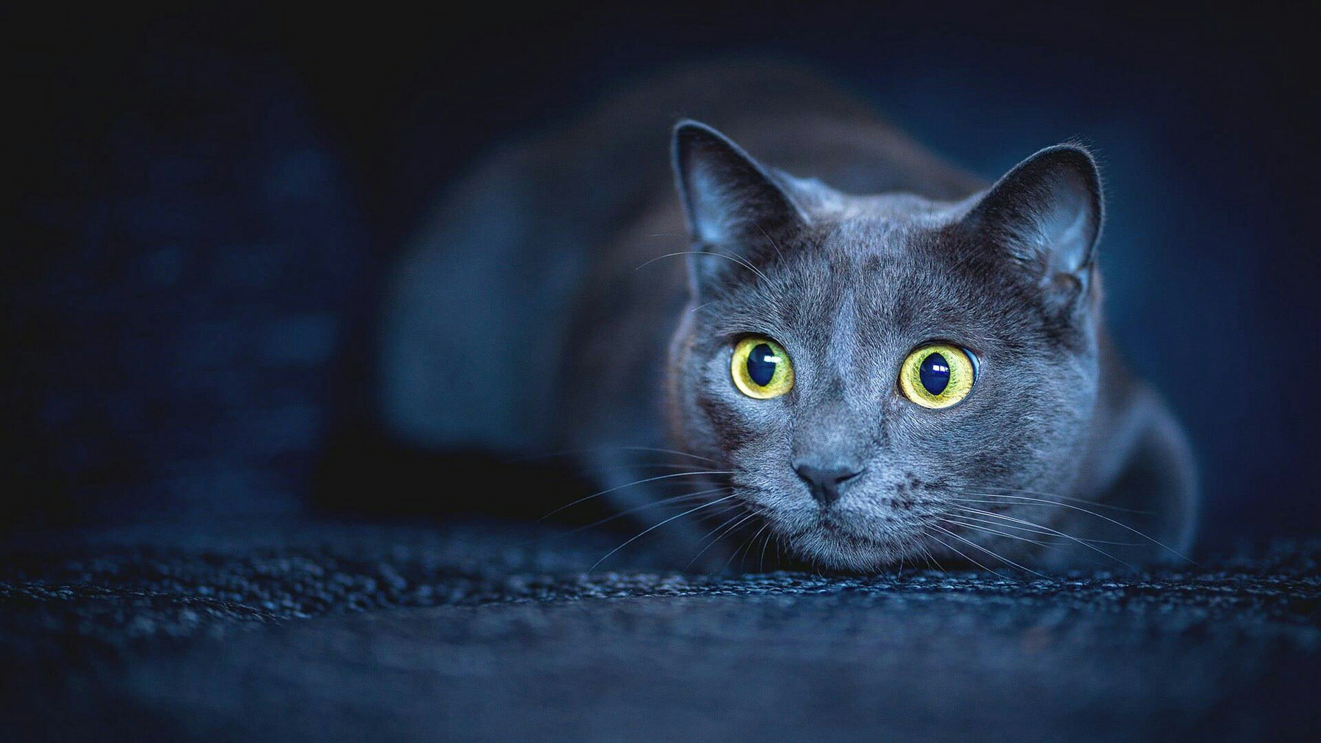 whisker, close up, domestic, body part, whiskers, black background, macro photography, pets, yellow eyes, eye, feline, mammal, cat, short haired cat, portrait, HD Wallpaper